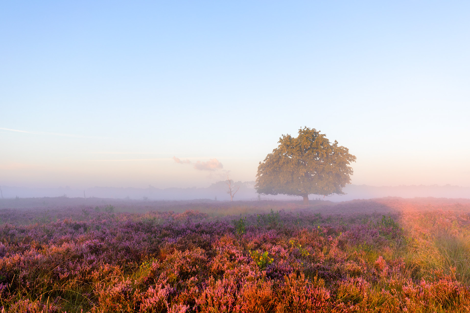 Grenspark Kalmthoutse Heide