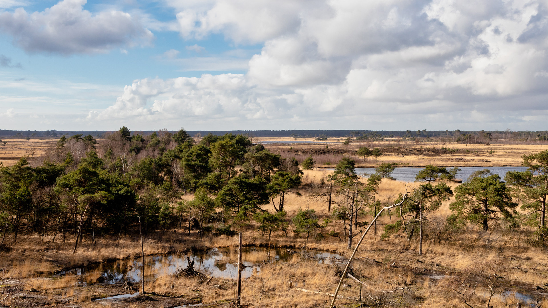 Kalmthoutse Heide
