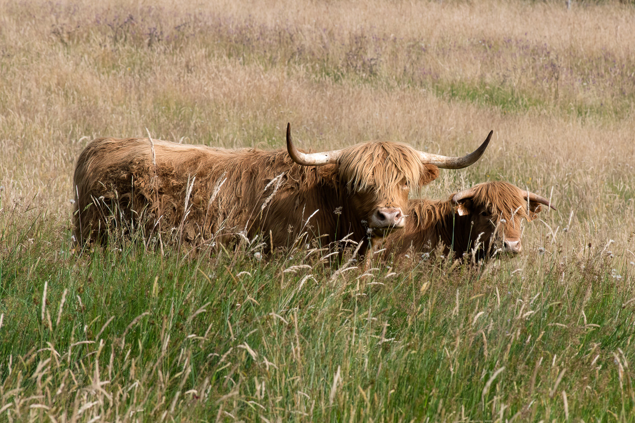 Highland Cattles - Étang Taureau
