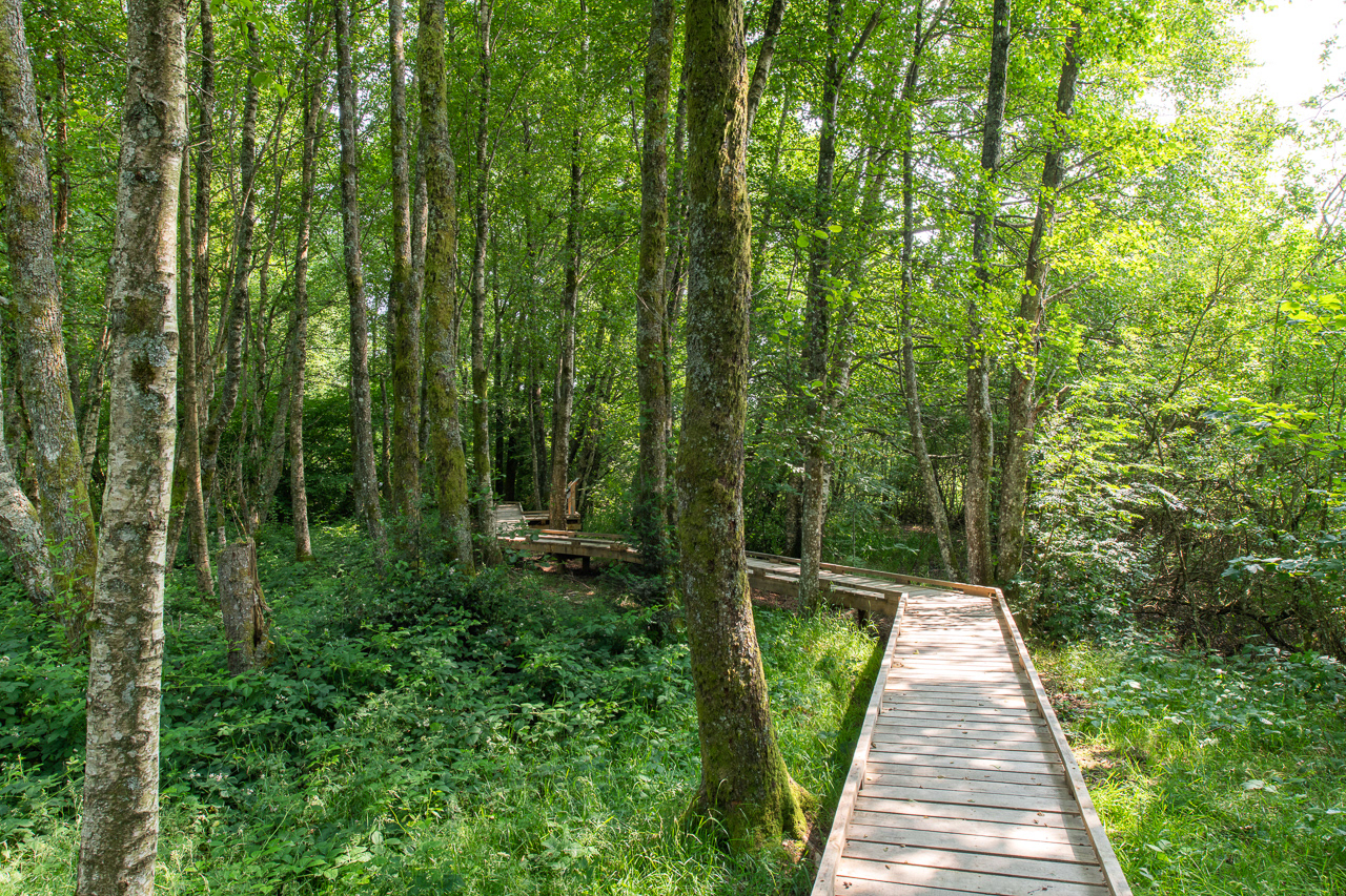 Parcours découverte - Étang Taureau - Saint-Brisson