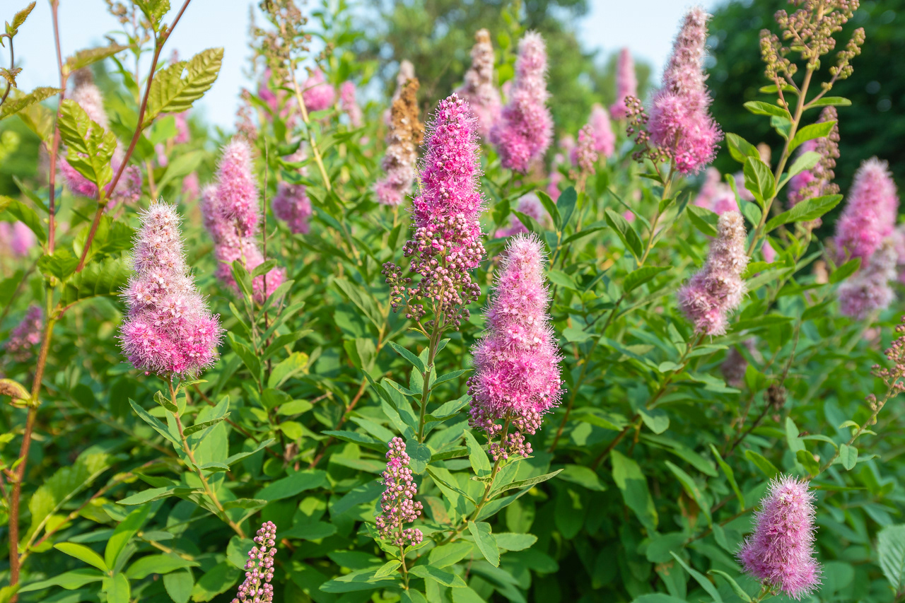 Spiraea × billardii. Prairies de Montour