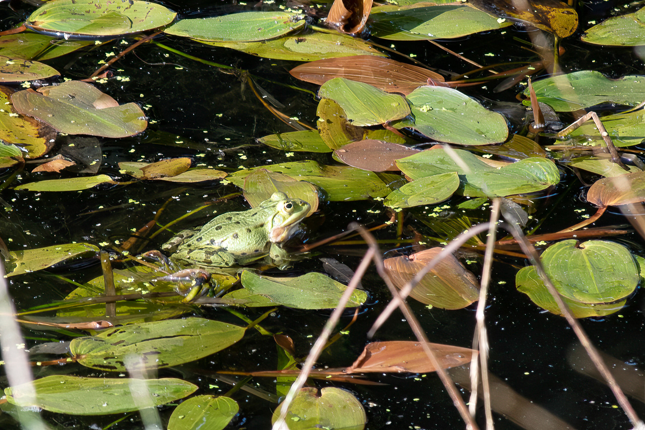 La mare aux grenouilles. La Maison du Parc, Saint-Brisson.