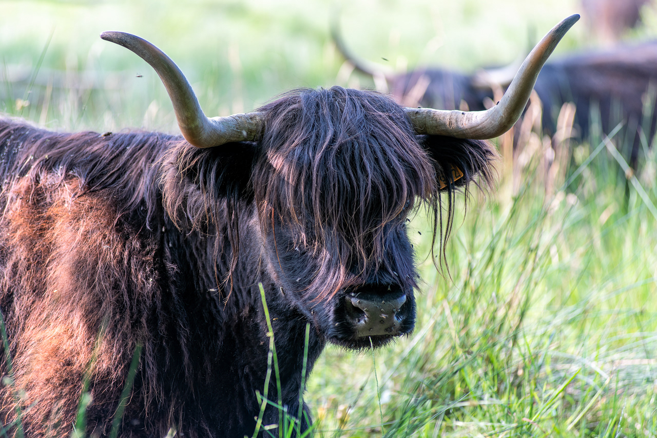 Highland Cattle - Prairies de Montour