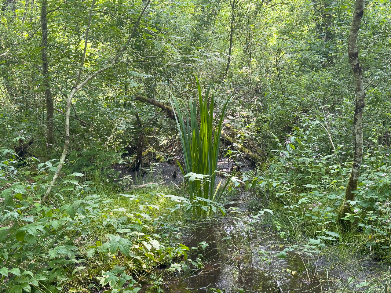 Étang Taureau - Saint-Brisson