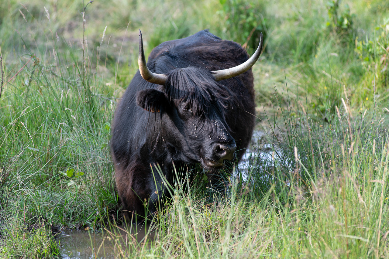 Highland Cattle - Prairies de Montour