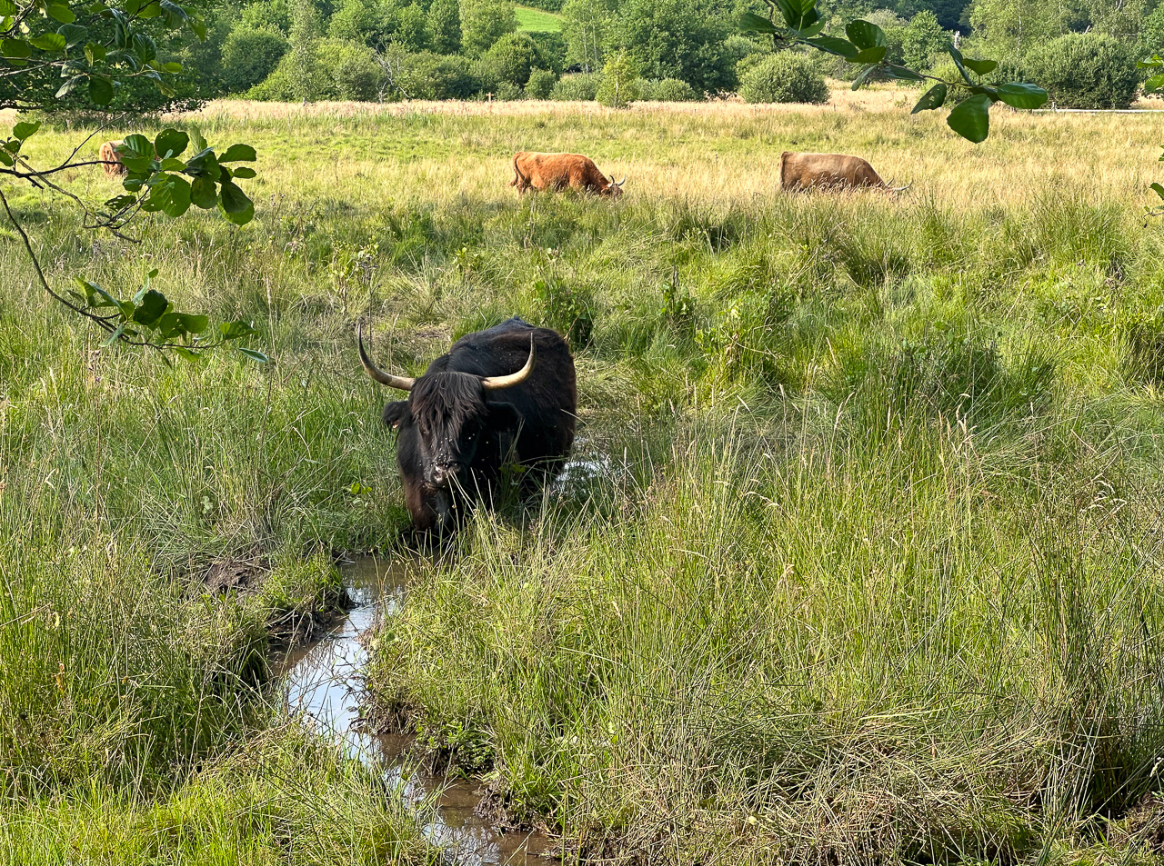 Highland Cattles. Prairies De Montour