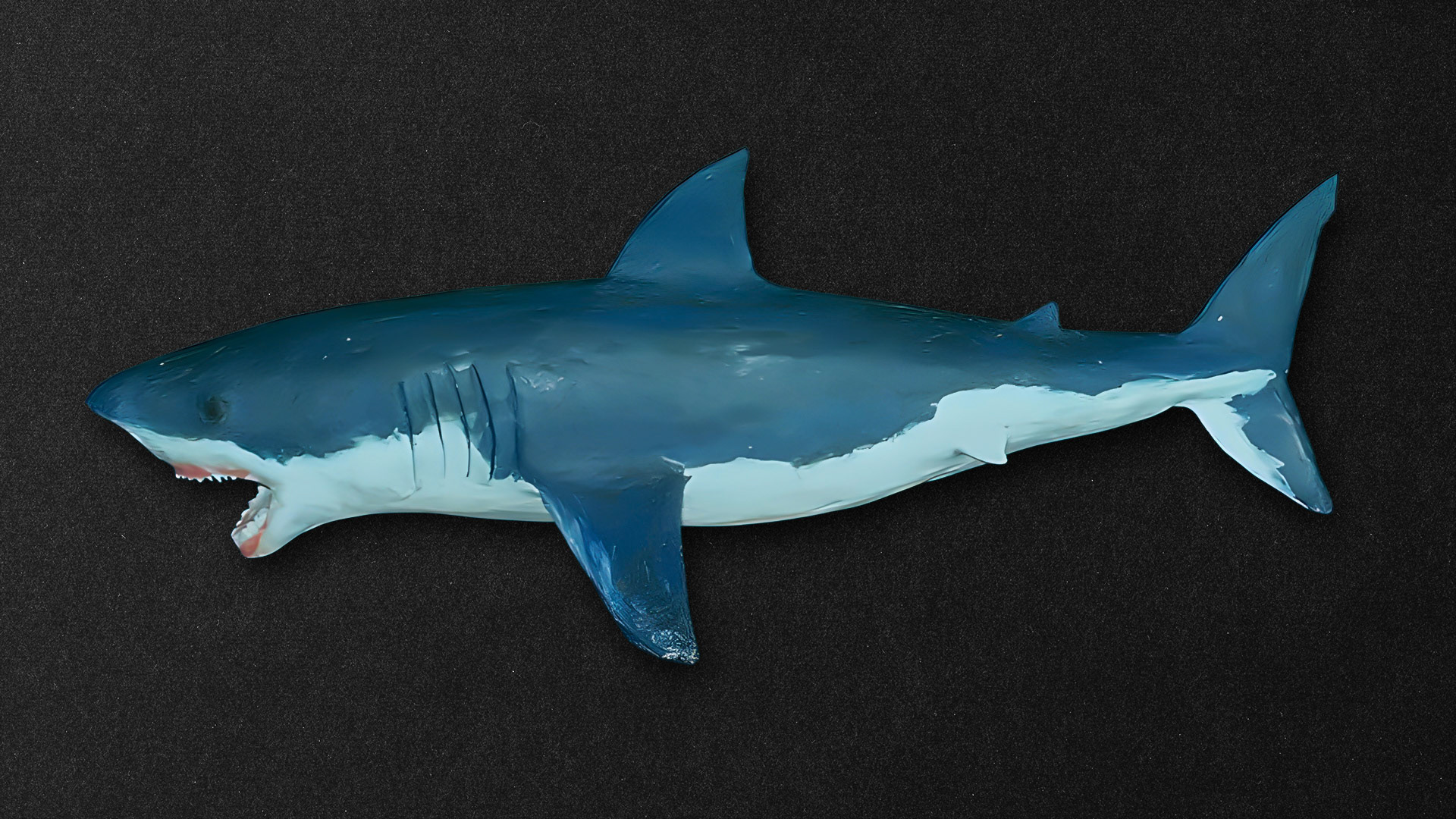 El tiburon blanco de Juancho en plastilina