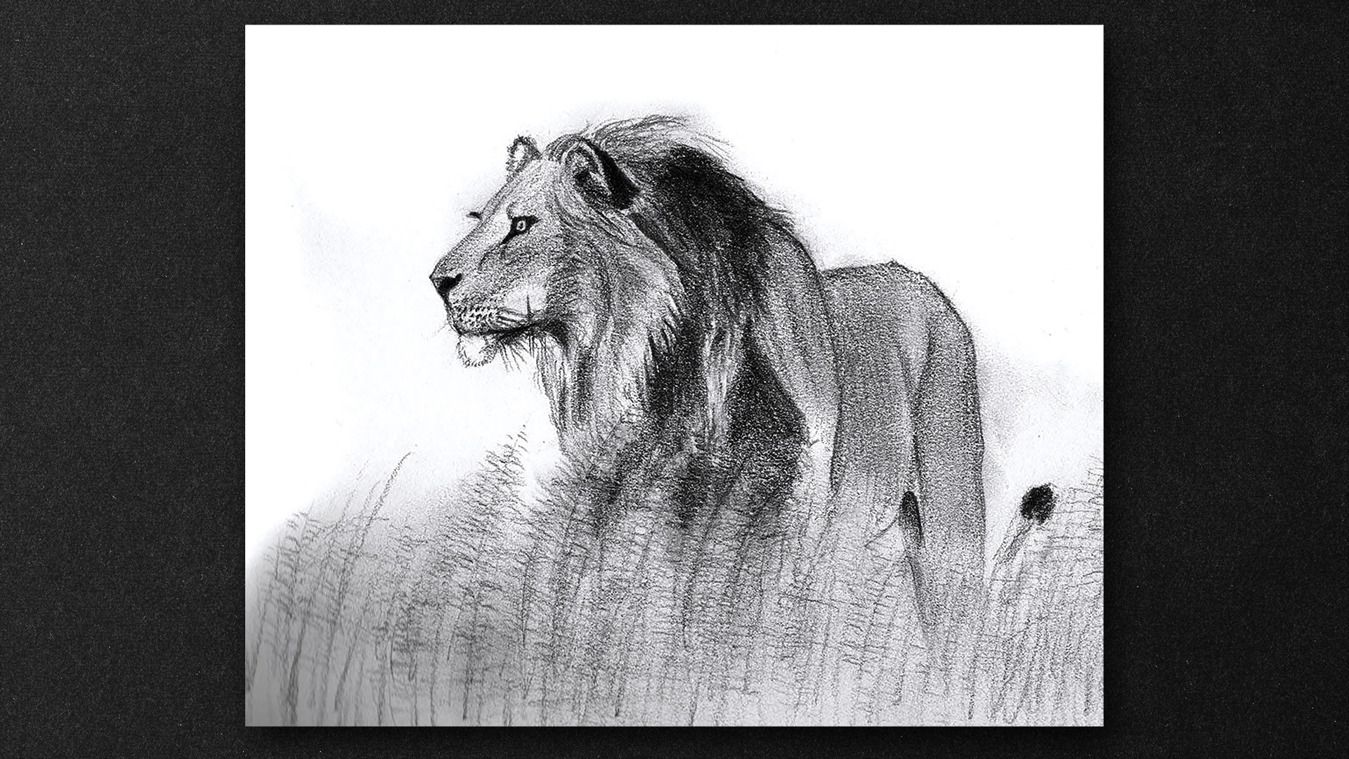 Leon, dibujo a lapiz