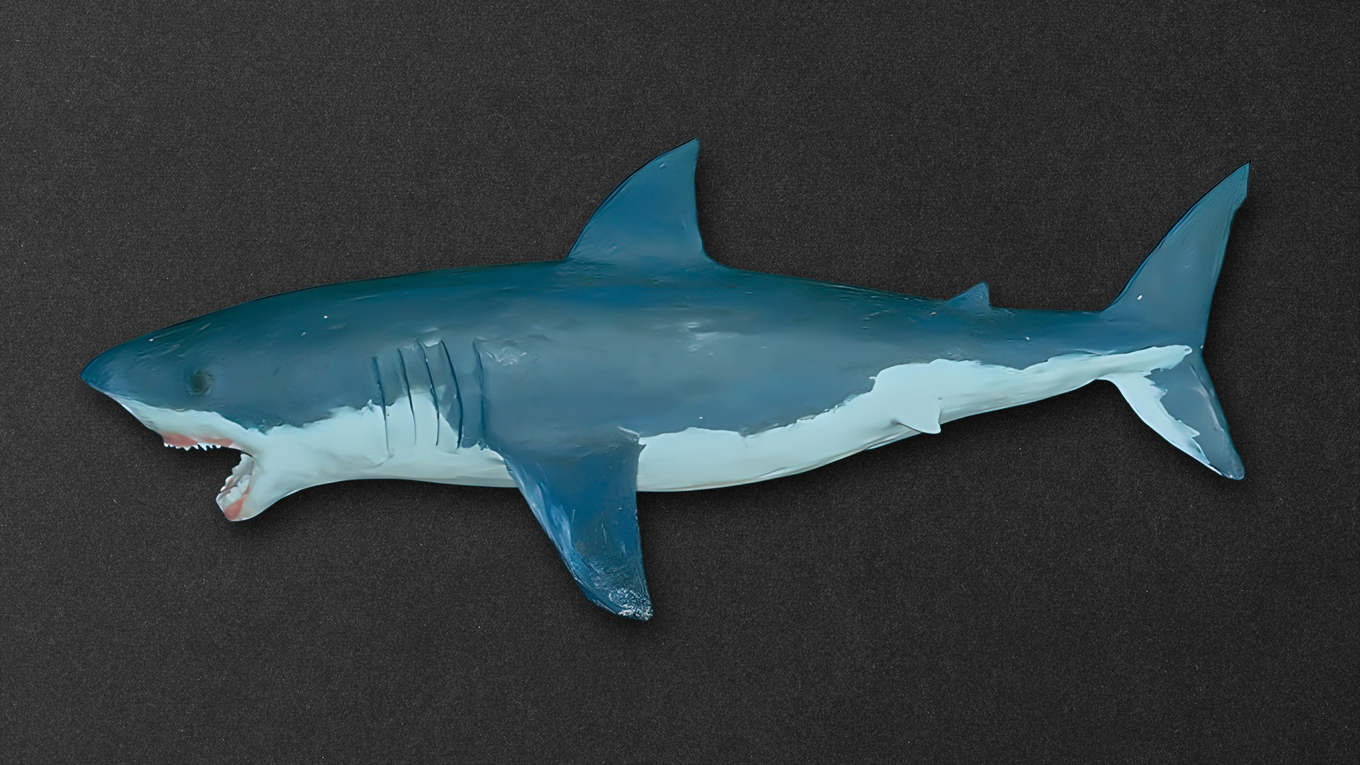 Tiburón blanco (plastilina)