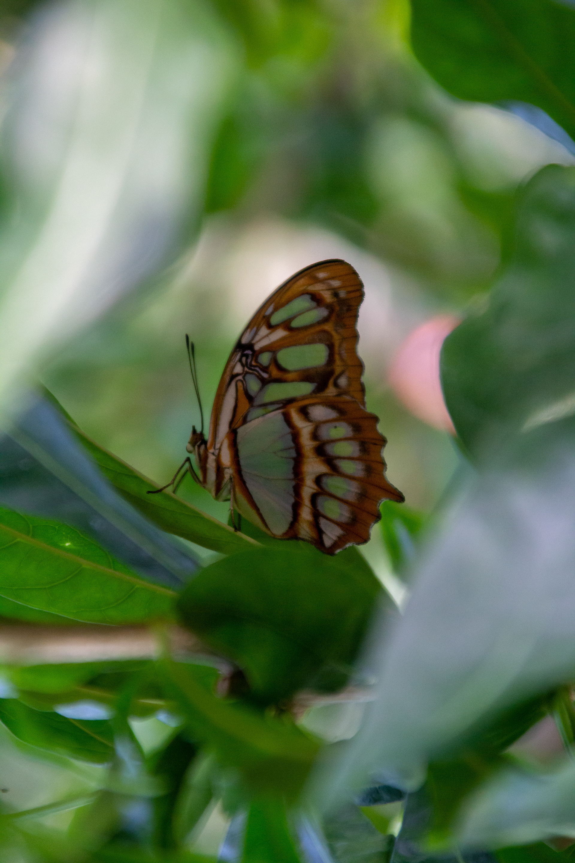 15-06-2022 - Burgers' Zoo, Arnhem