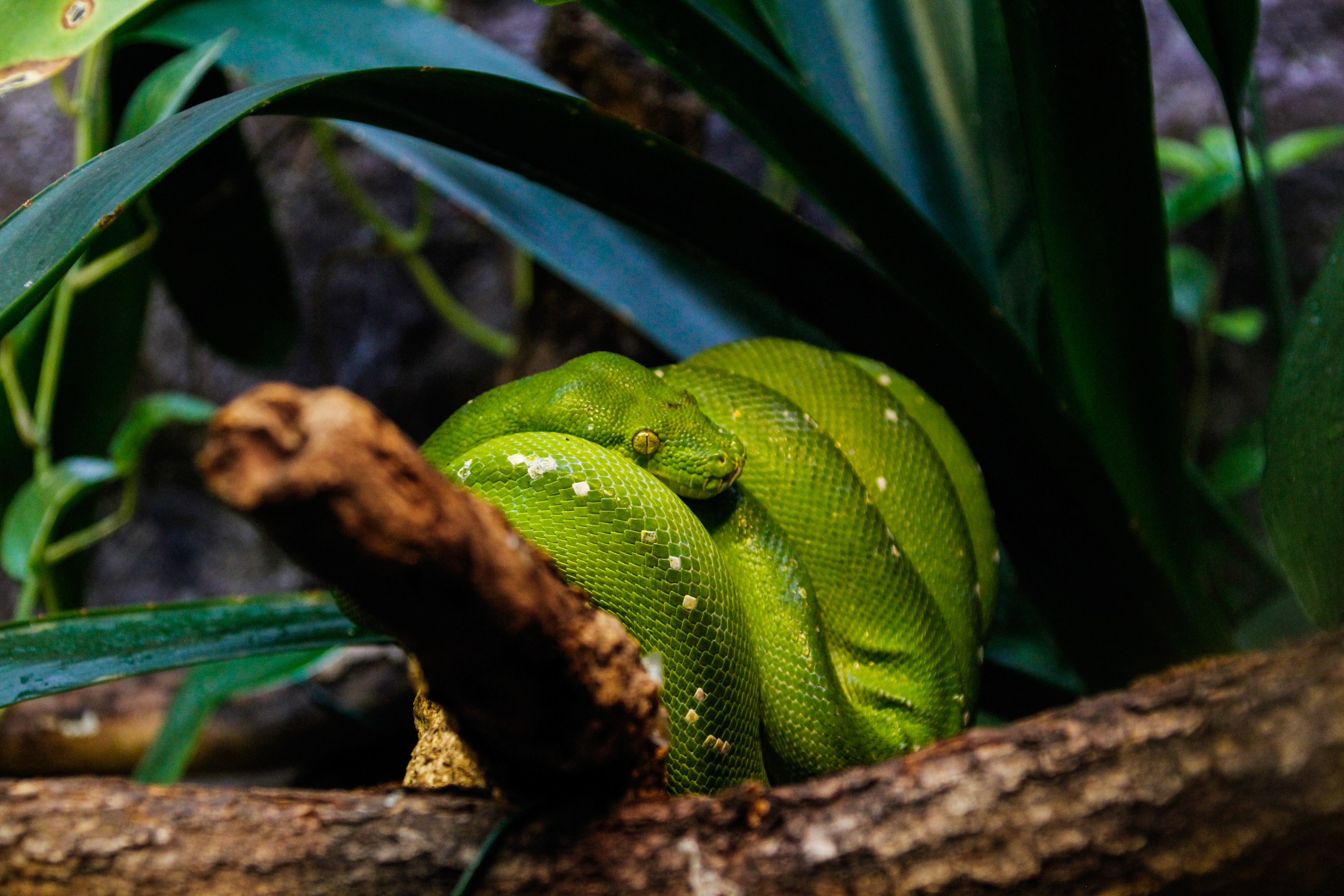 23-07-2020 - Burgers' Zoo, Arnhem
