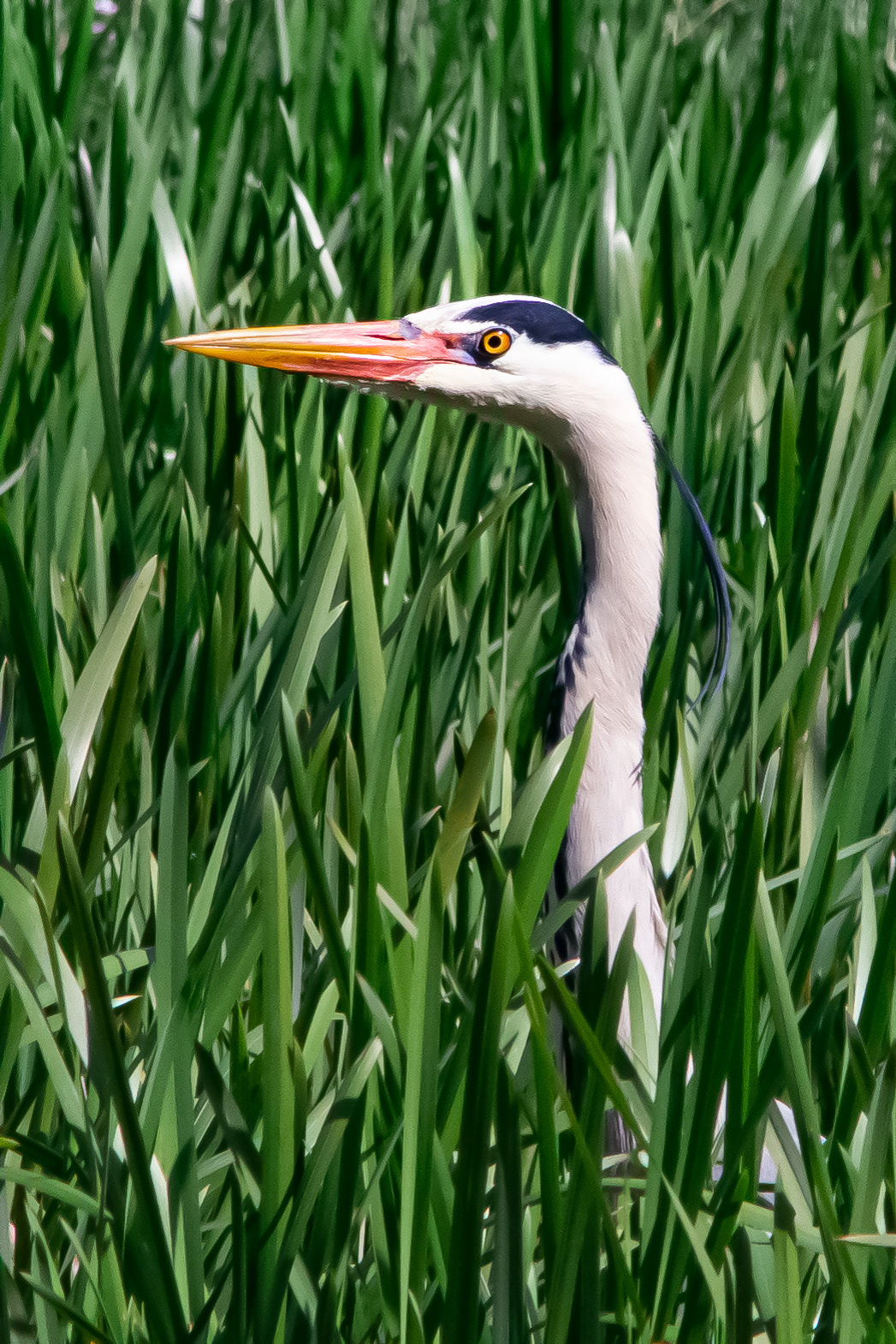 22-04-2021 - Defensiekanaal, Mill