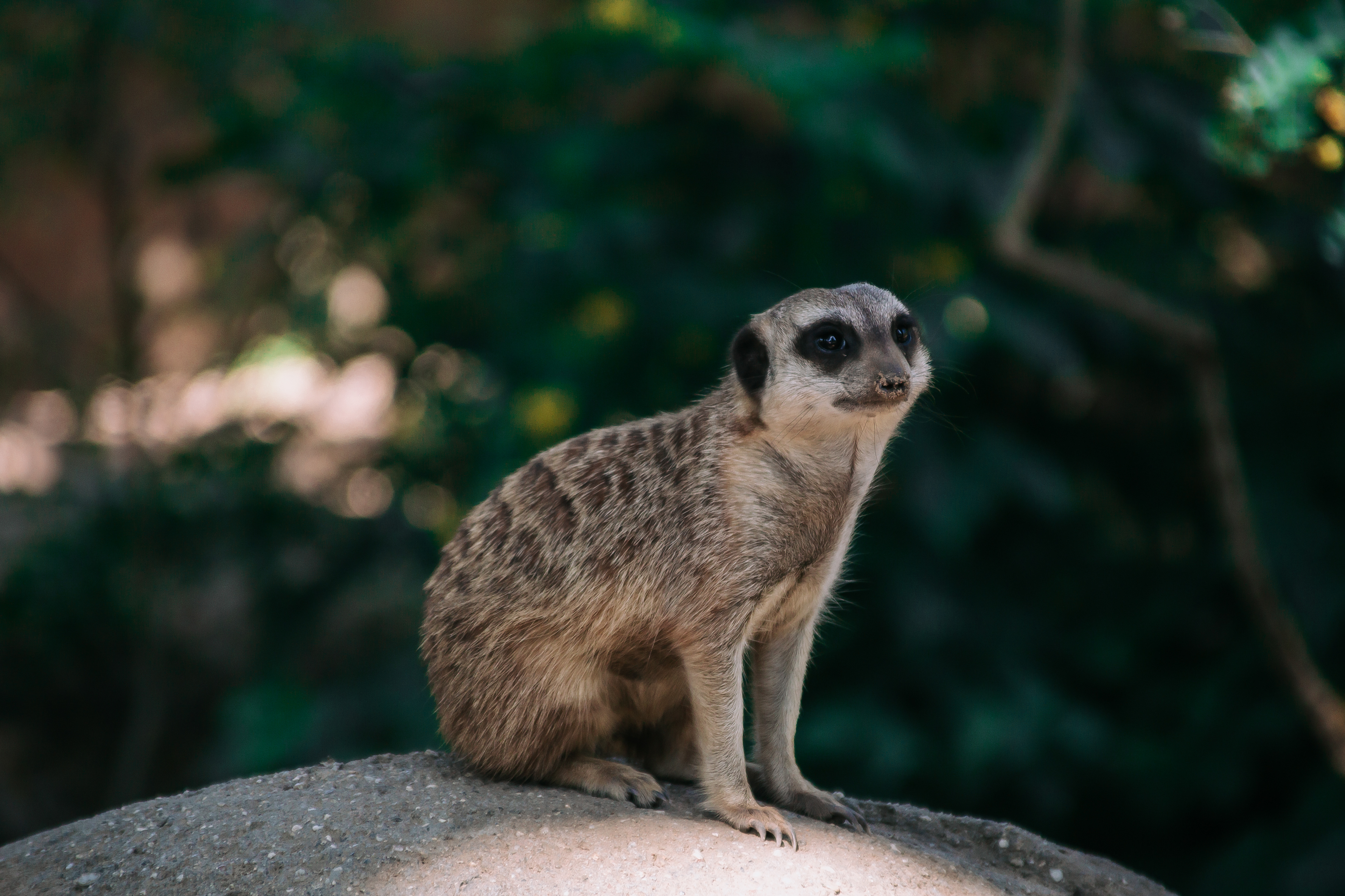 15-06-2022 - Burgers' Zoo, Arnhem