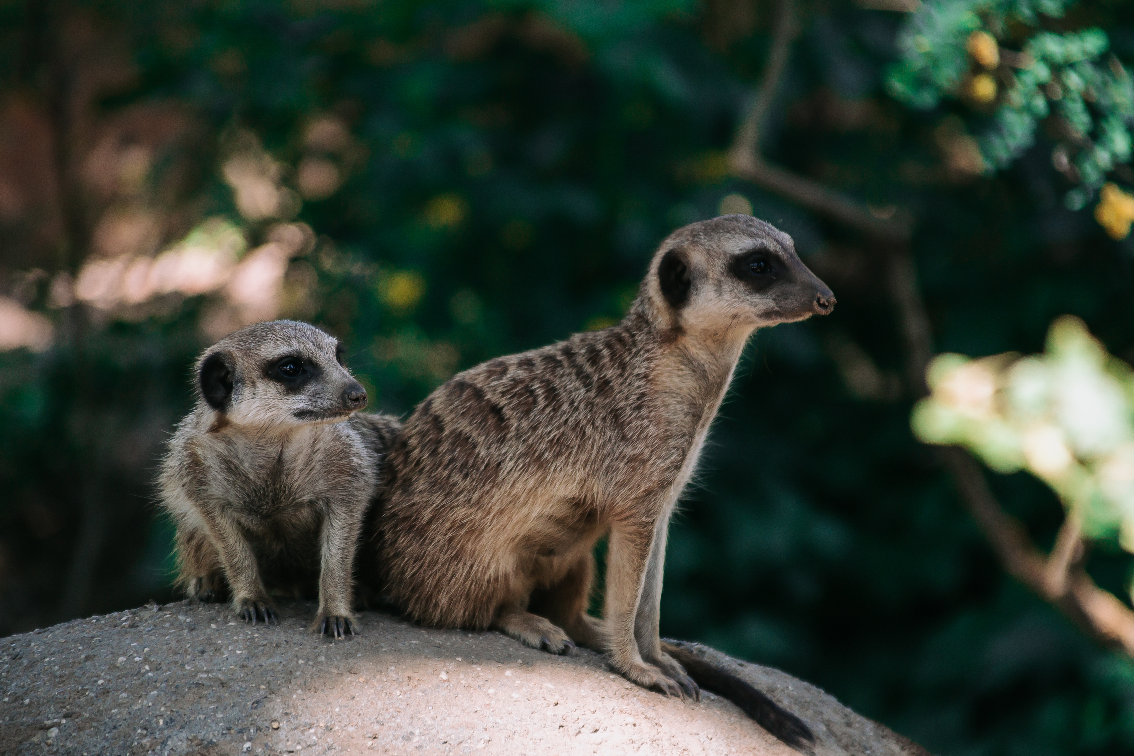 15-06-2022 - Burgers' Zoo, Arnhem