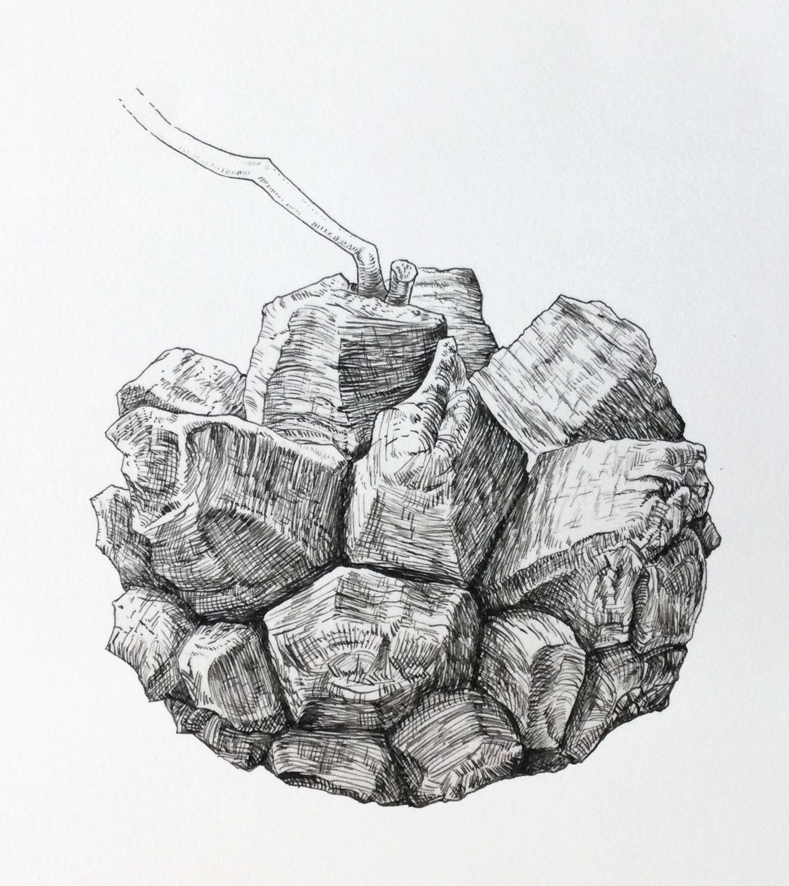 Dioscorea elephantipes (2022)