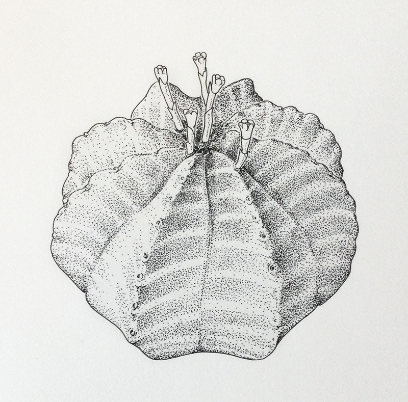 Euphorbia meloformis (2022)