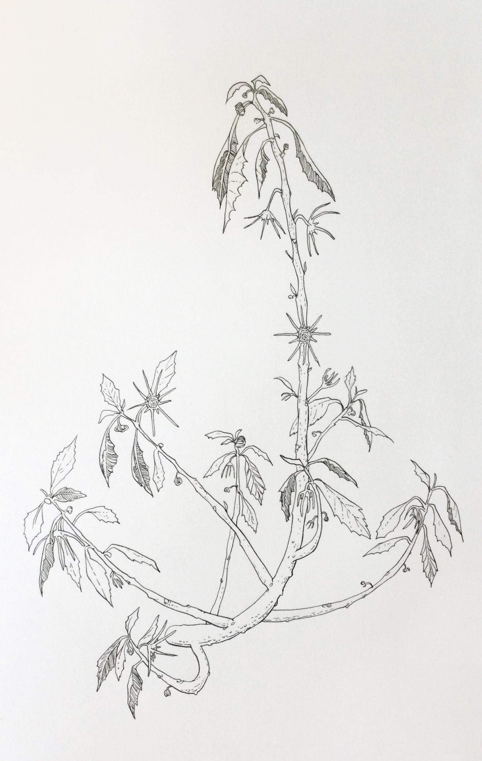 Dorstenia mannii (2022)