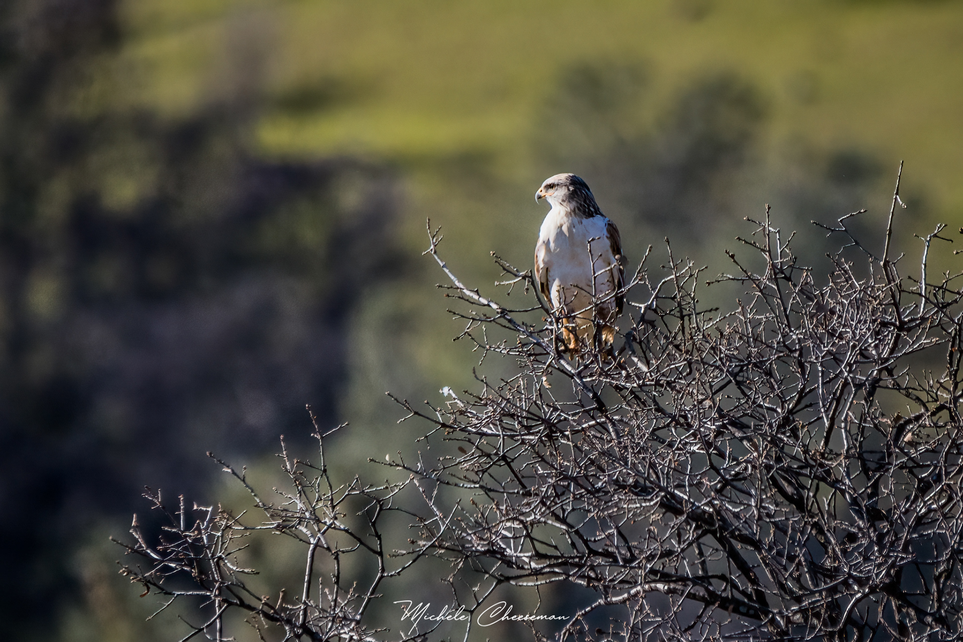  Ferruginous Hawk (light morph)