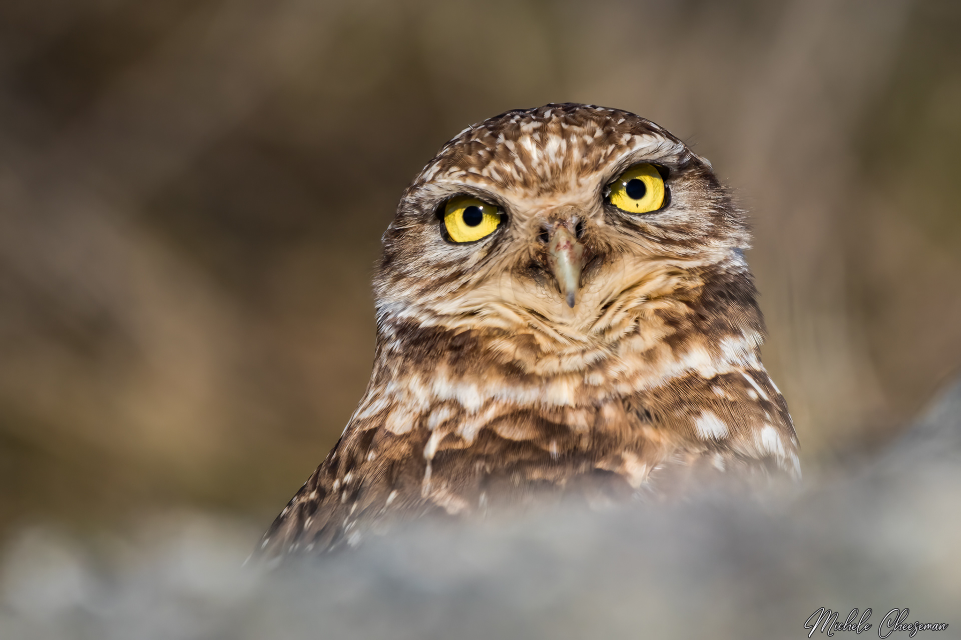 Michele Cheeseman - Burrowing Owls