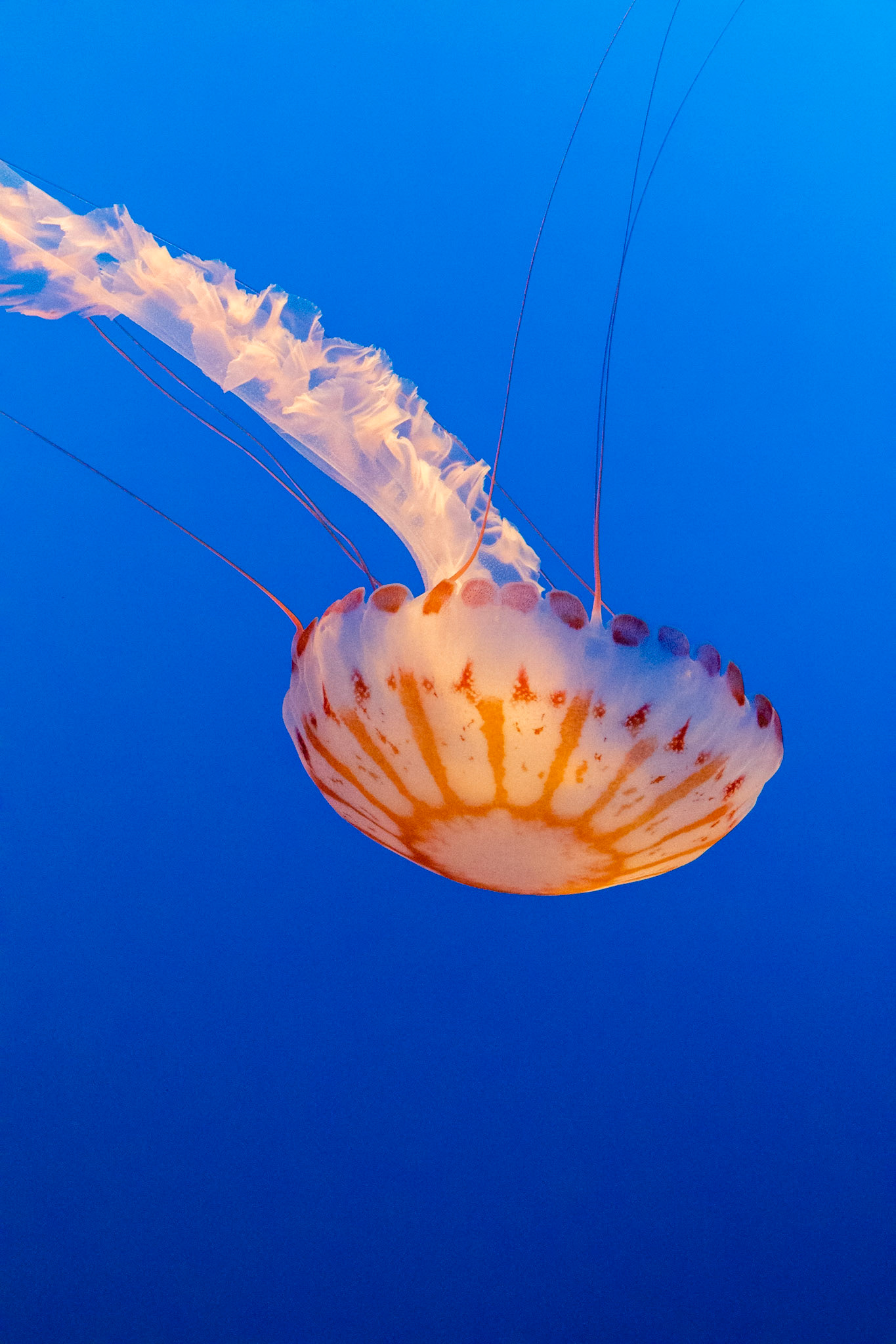 Jelly