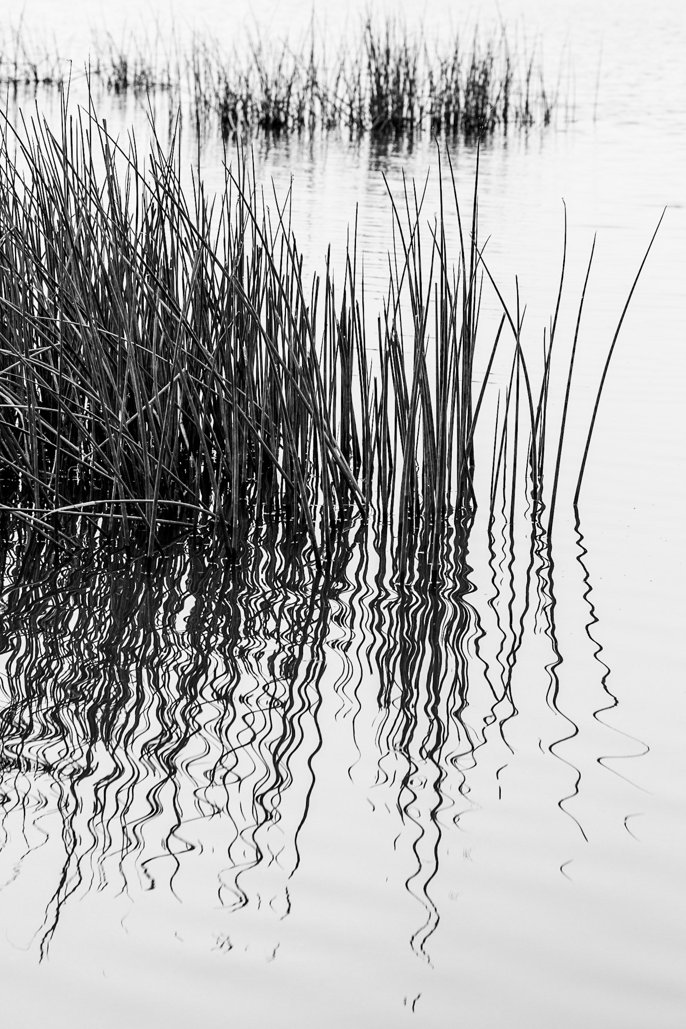 Chobe Reeds