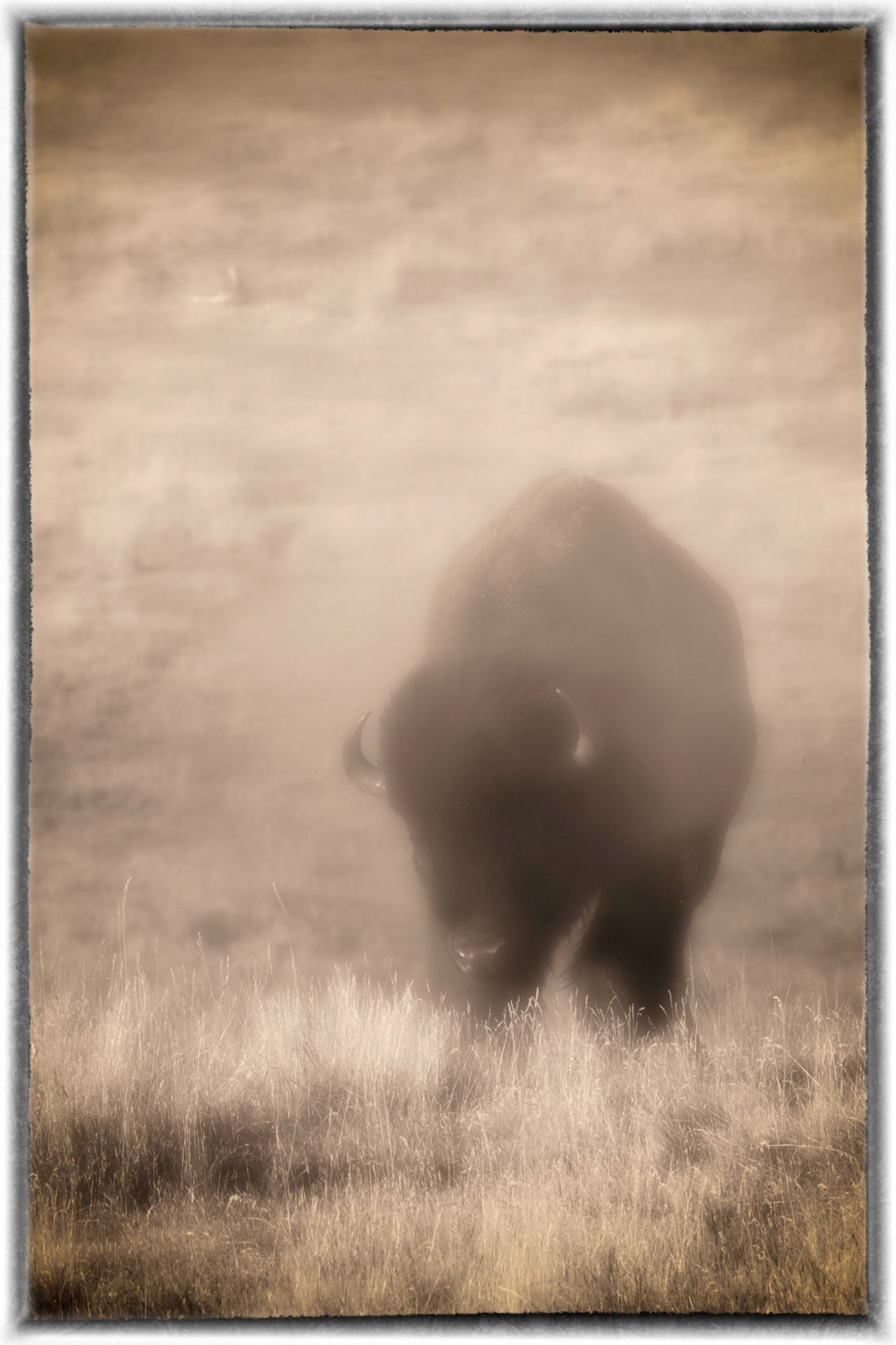 American Bison