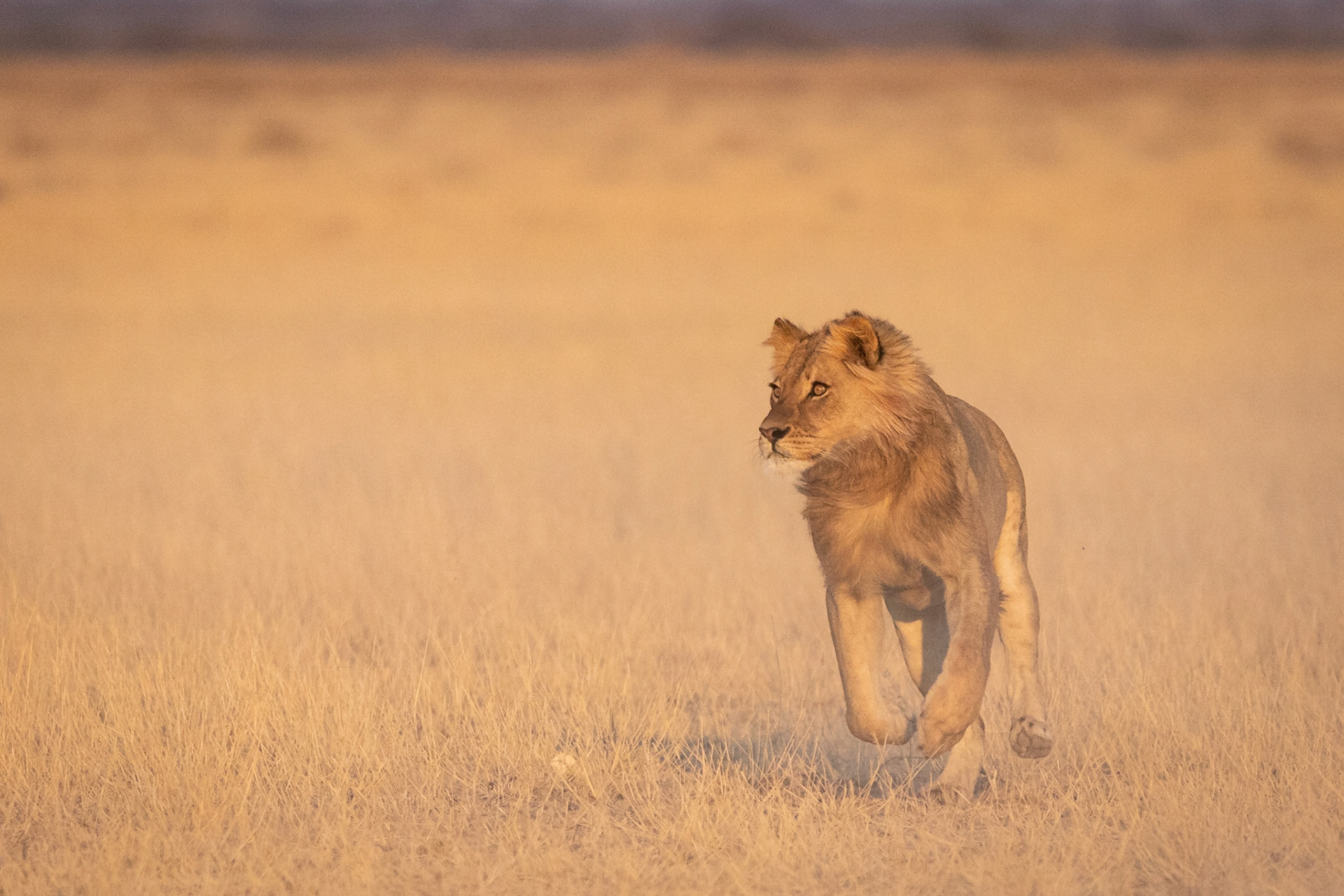 On the Prowl