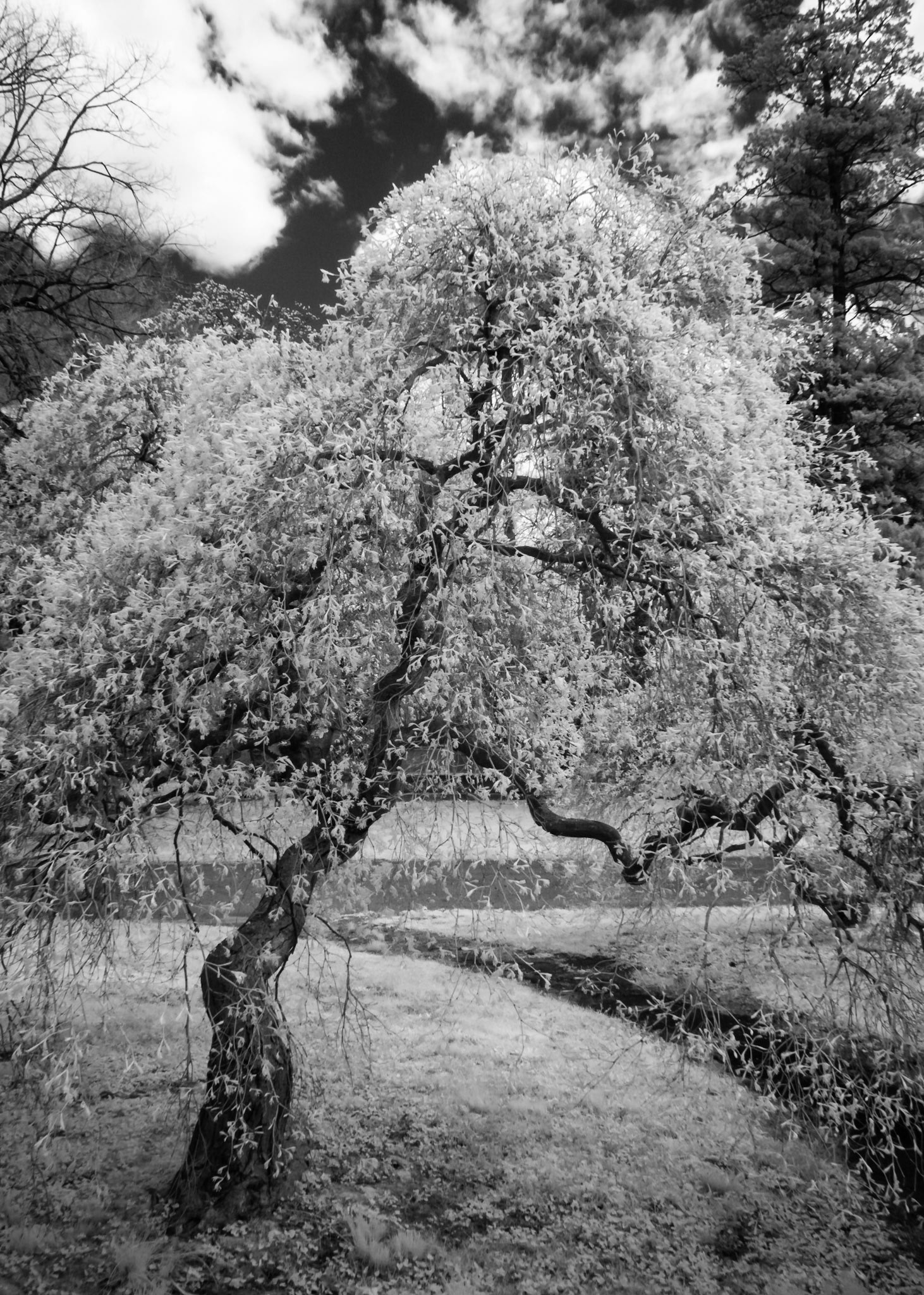 Hanami in Infrared