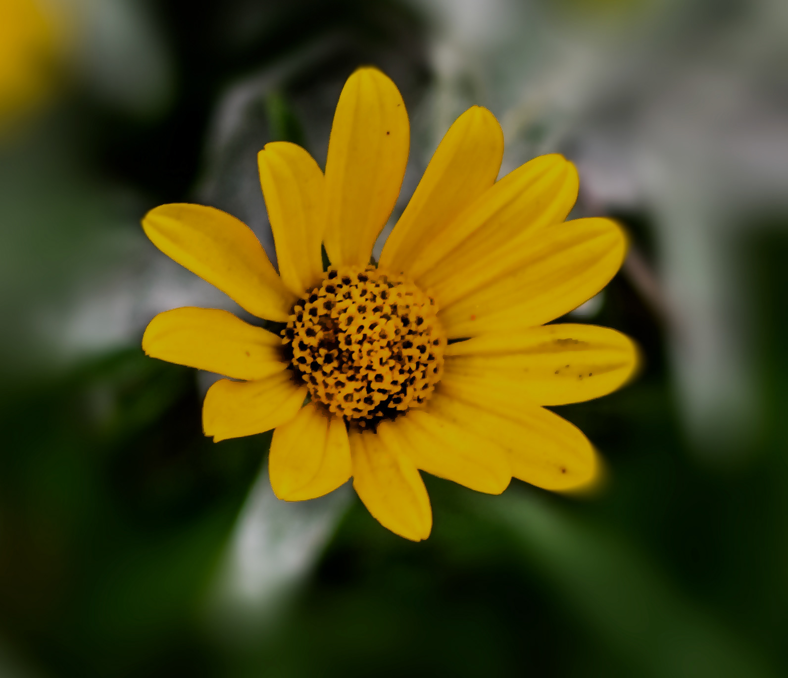 A daisy-like wildflower near Hinckley, Minnesota.
