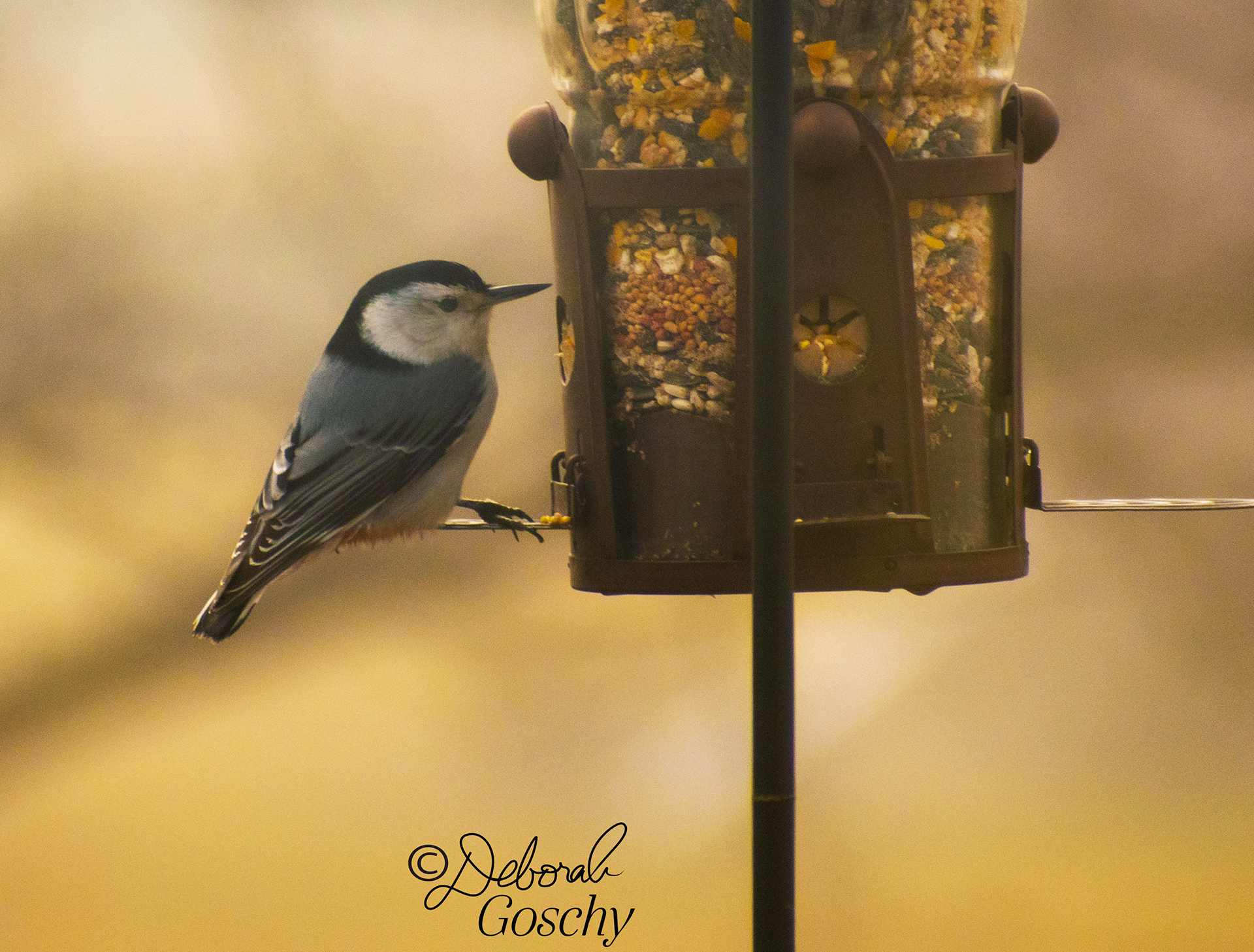 White-breasted Nuthatch
