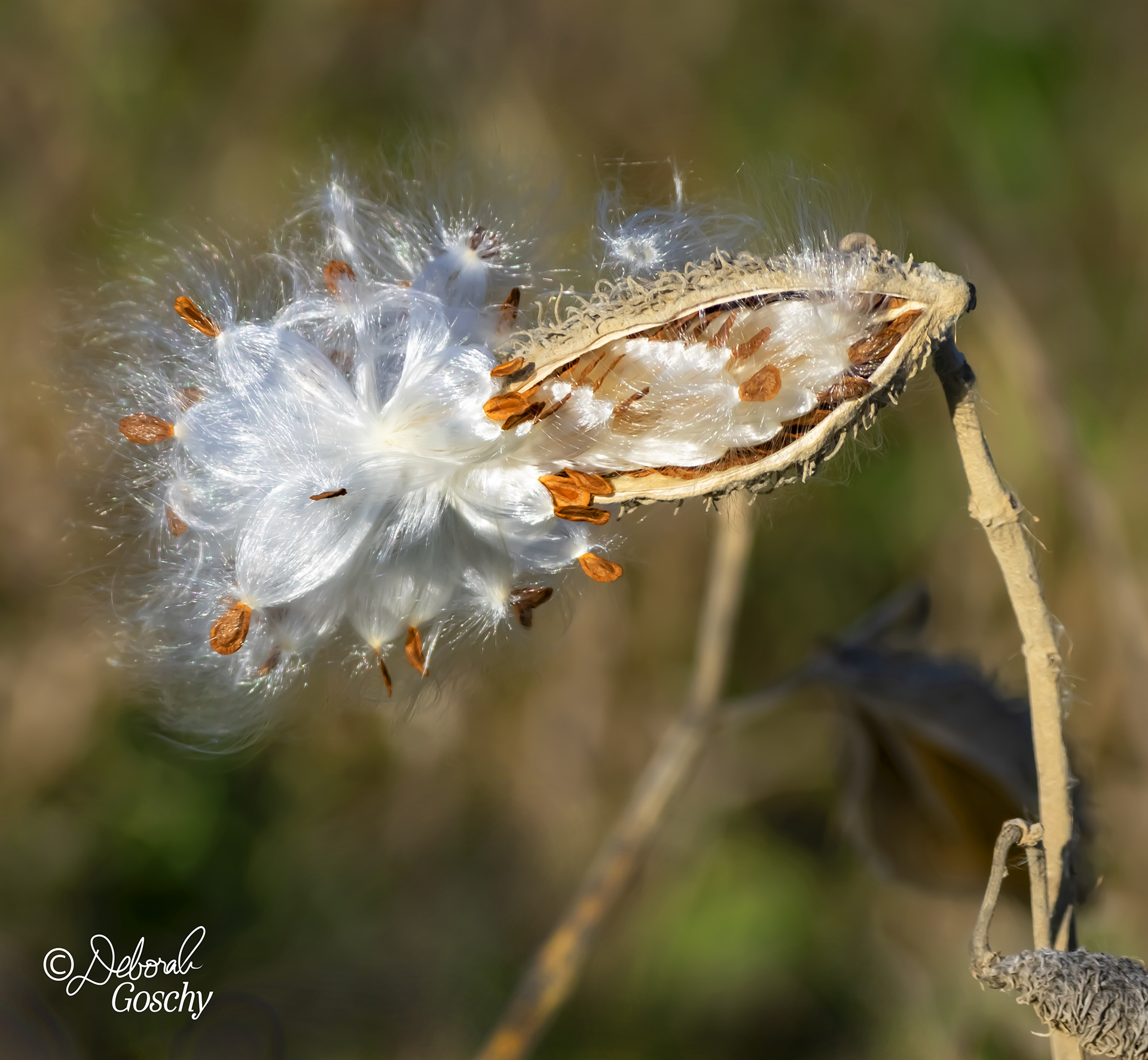A milkweed pod releasing its seeds.