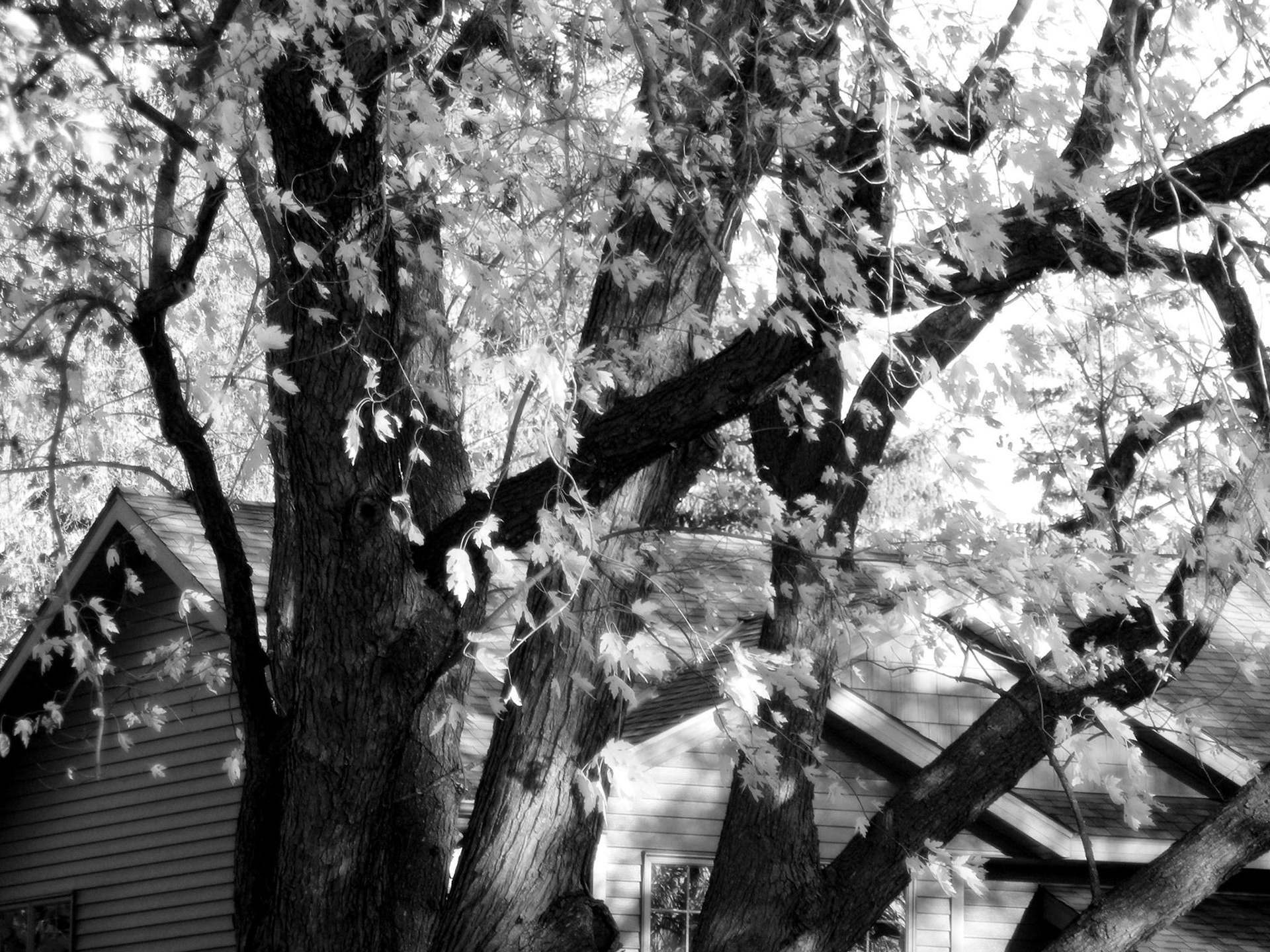 The House Across the Street