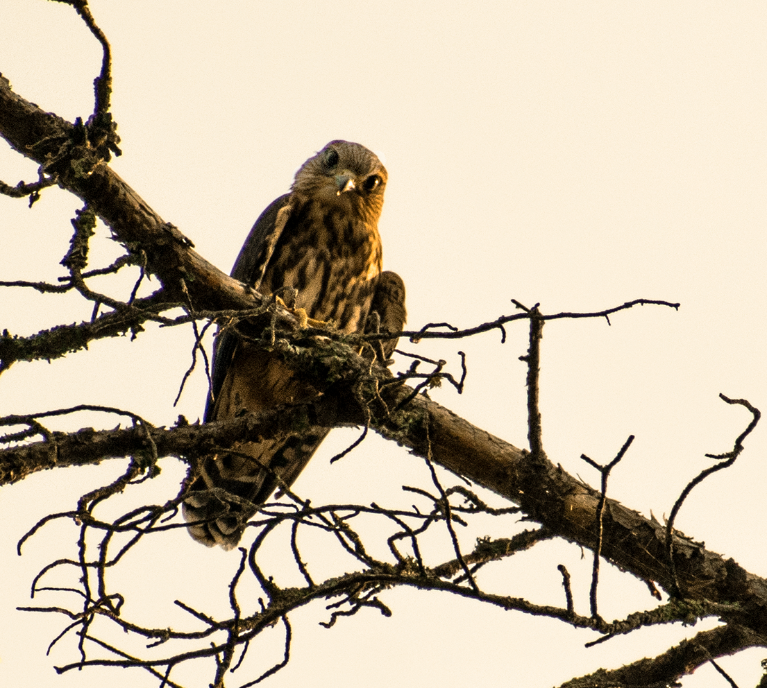 A merlin, a type of falcon