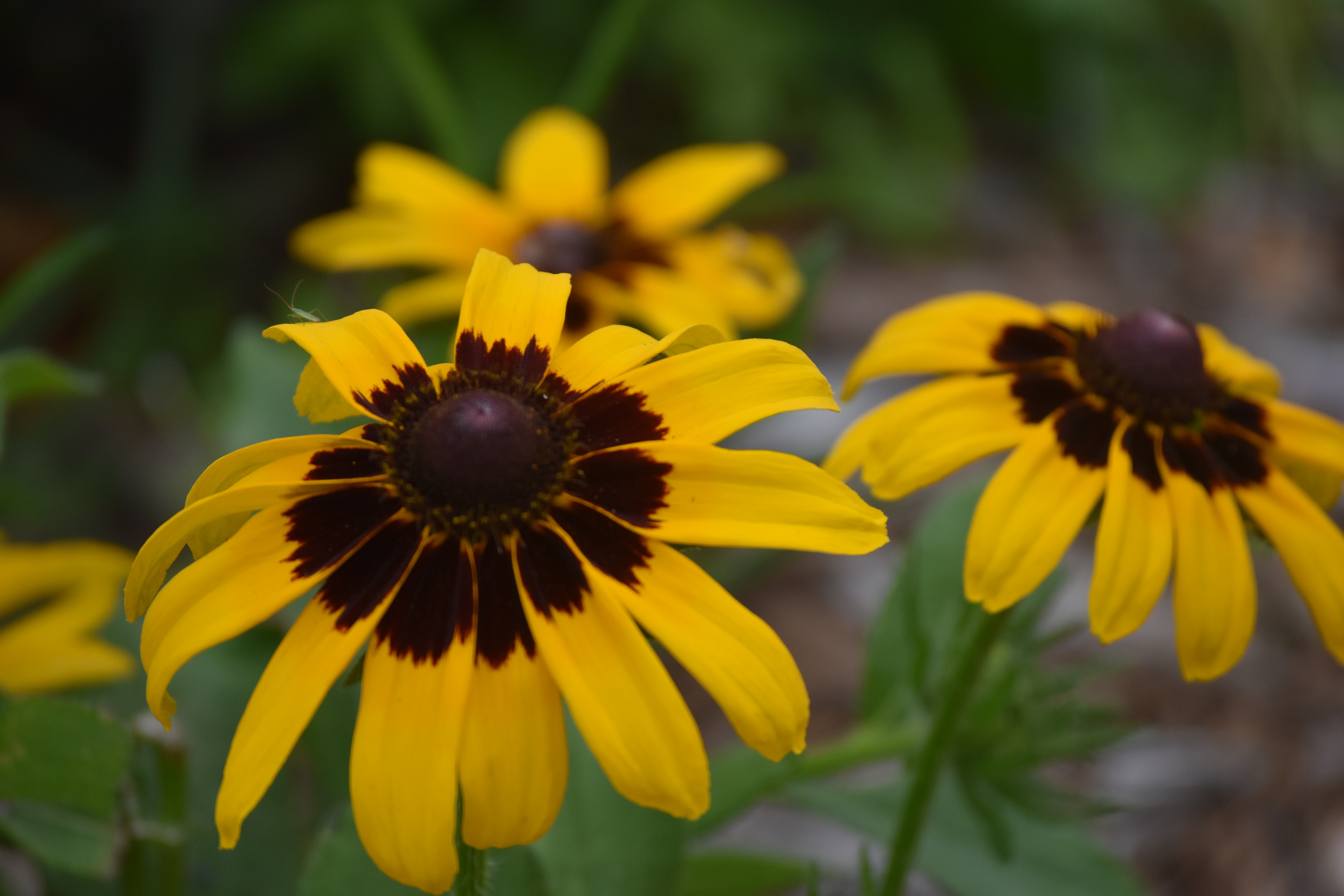 Type of Black-Eyed Susan