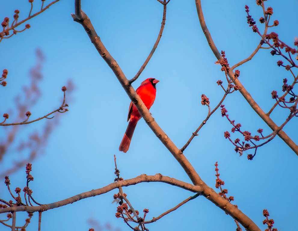 Northern Cardinal in maple boughs
