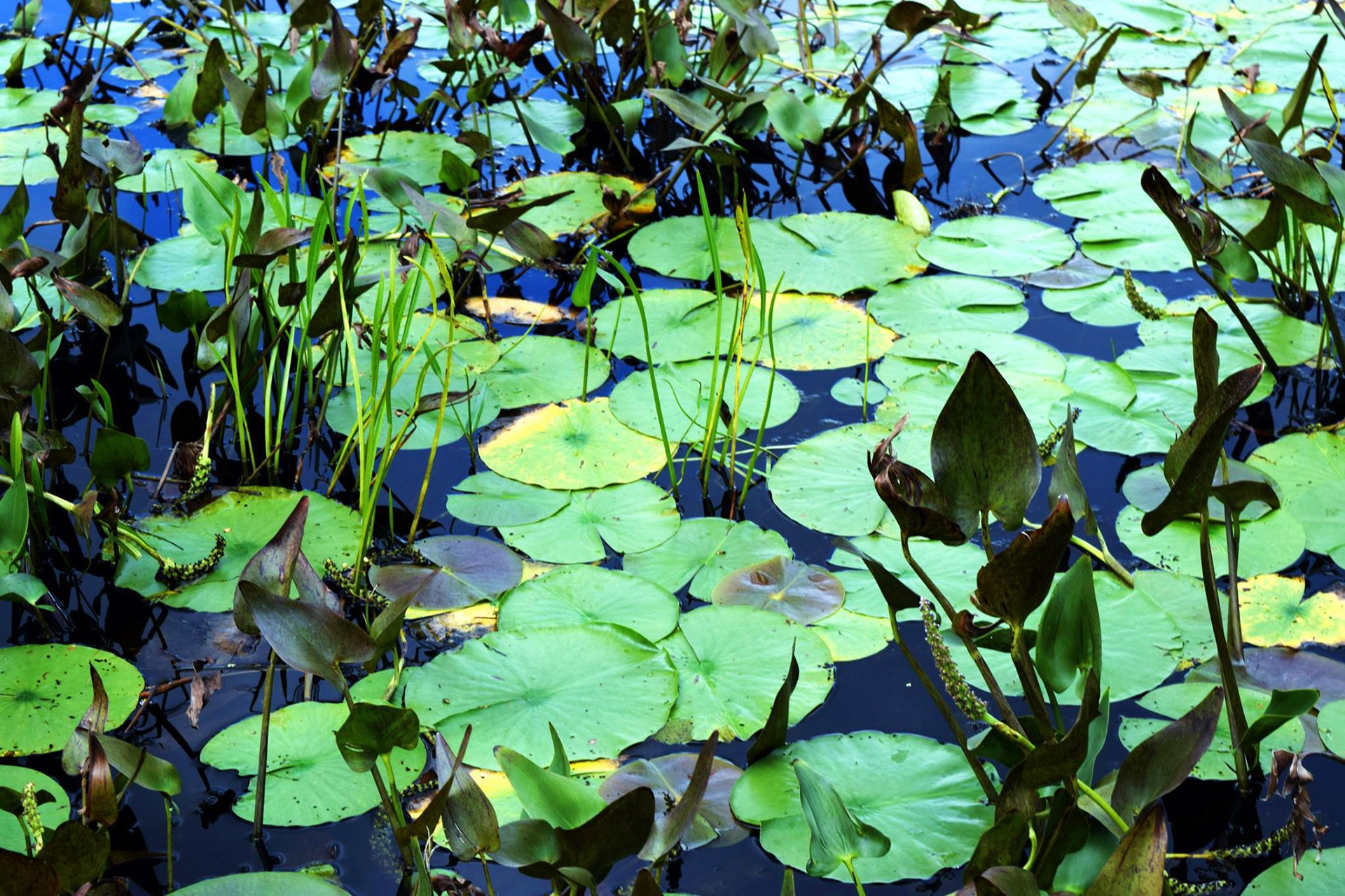 Lily pads.