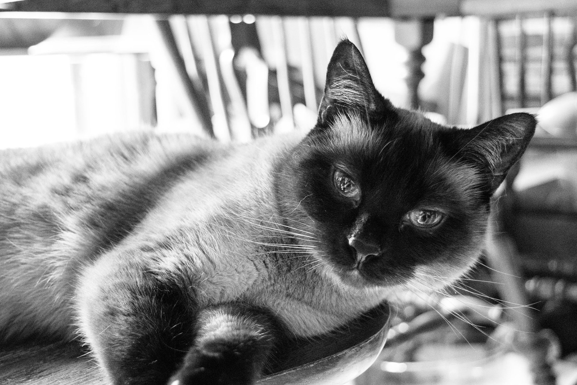 Saphline in black and white.