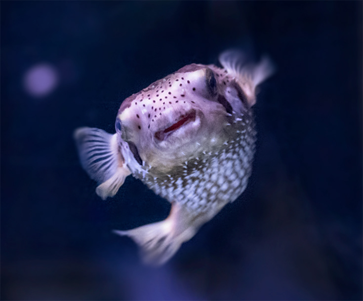 Pufferfish waving