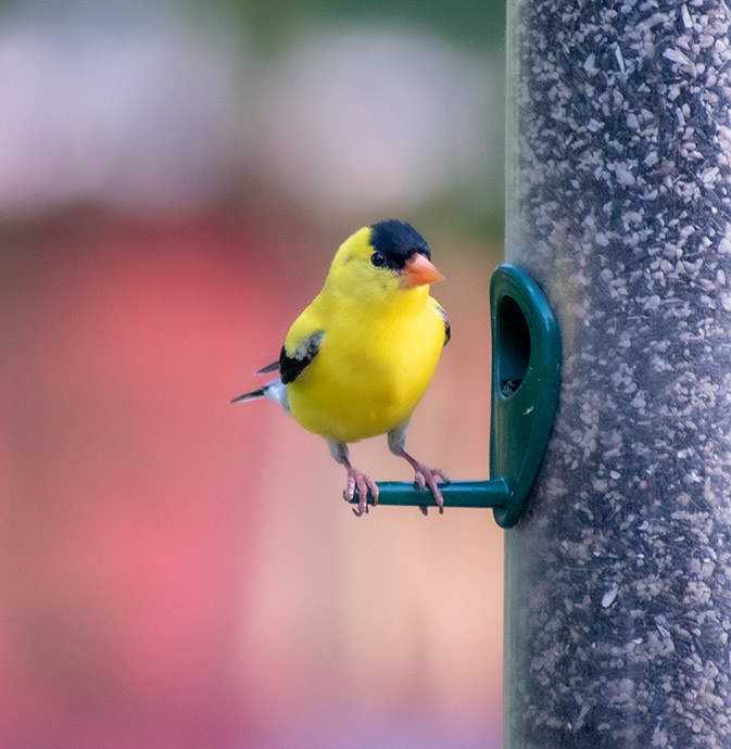 Goldfinch at the feeder.