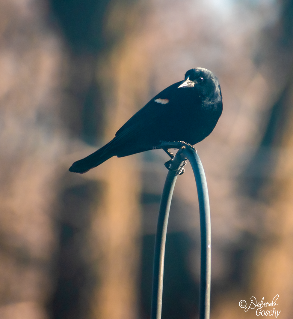 Red-Winged Blackbird