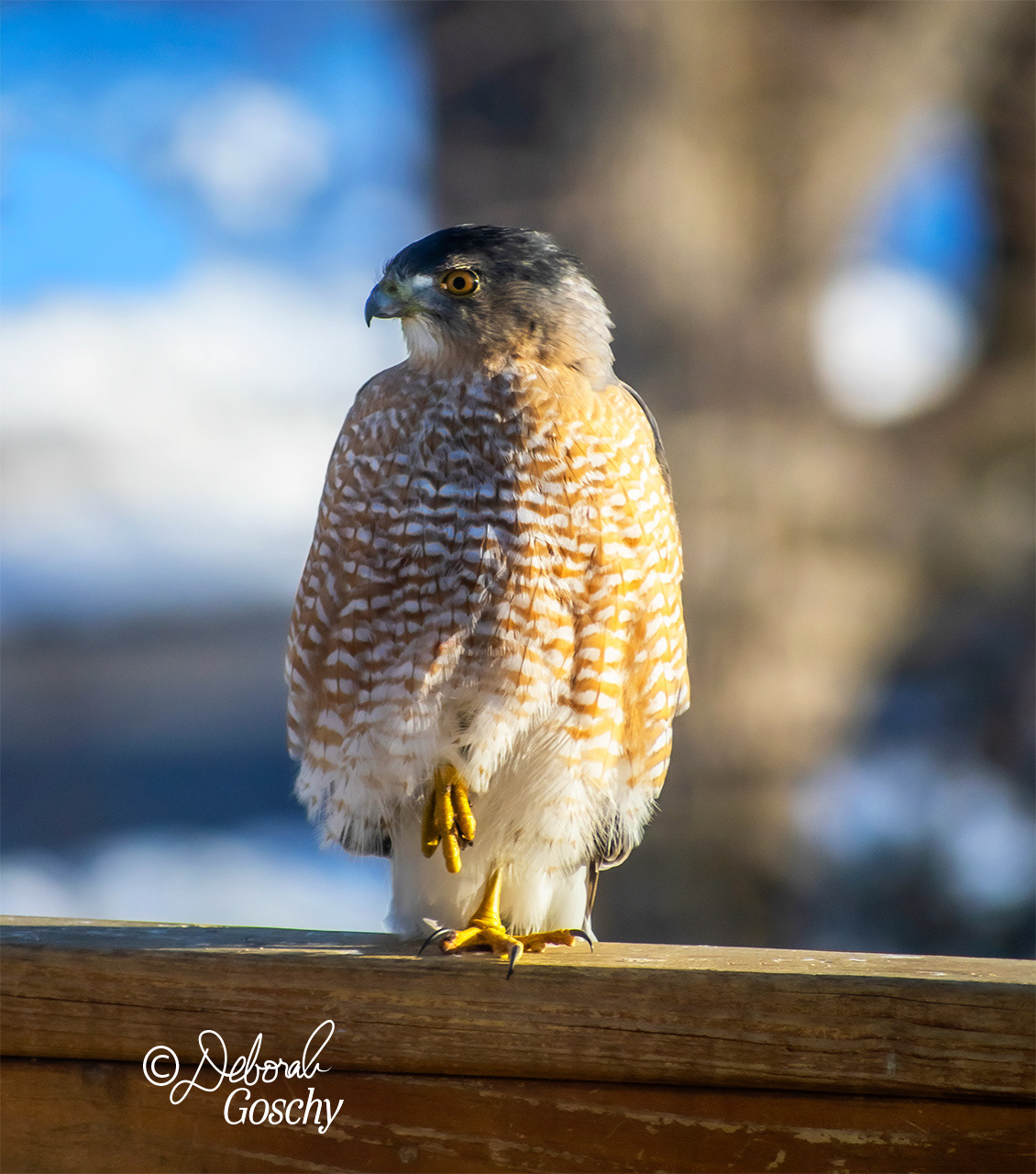 Cooper's Hawk