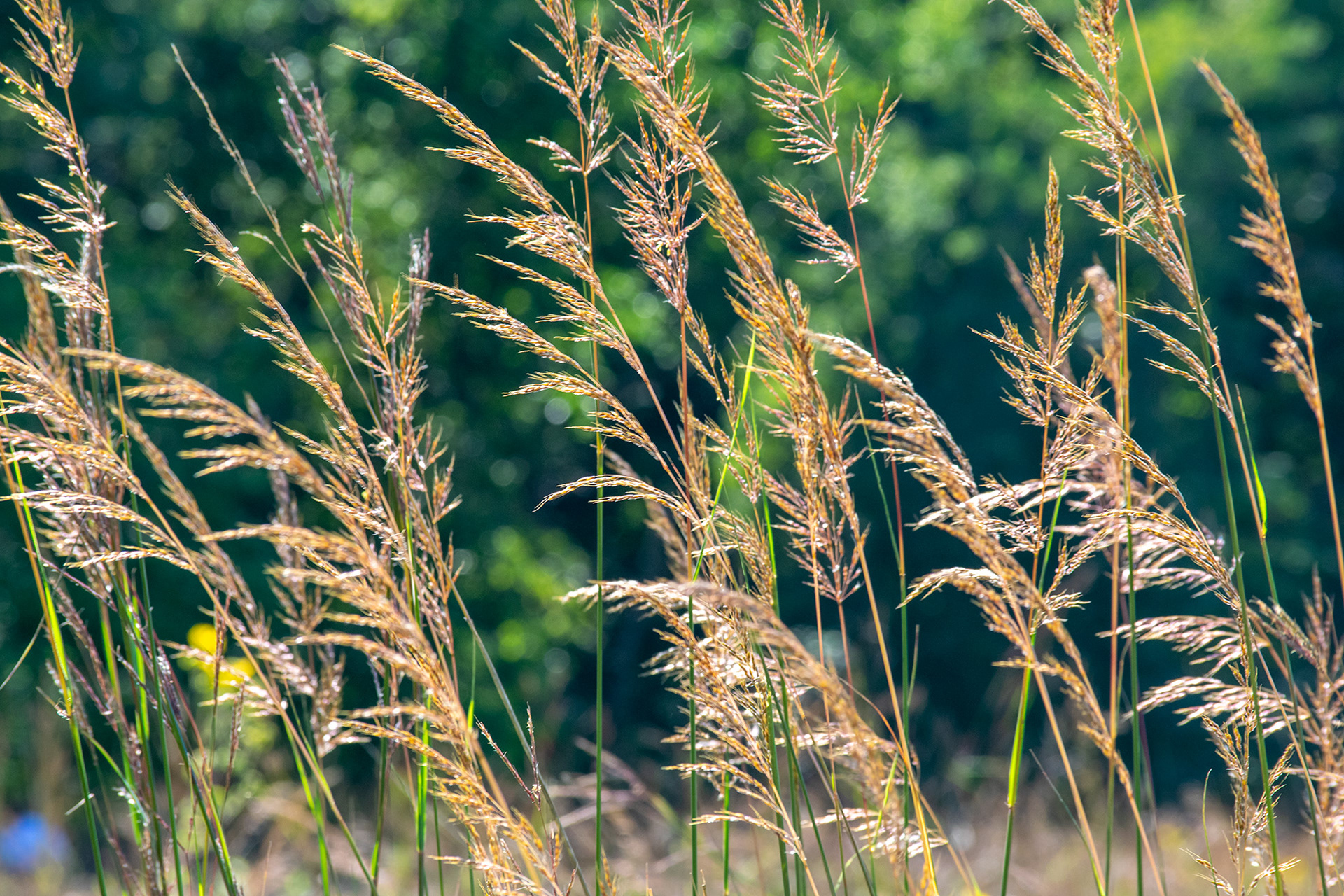 Prairie Grasses, Bluff Park, North Mankato, Minnesota