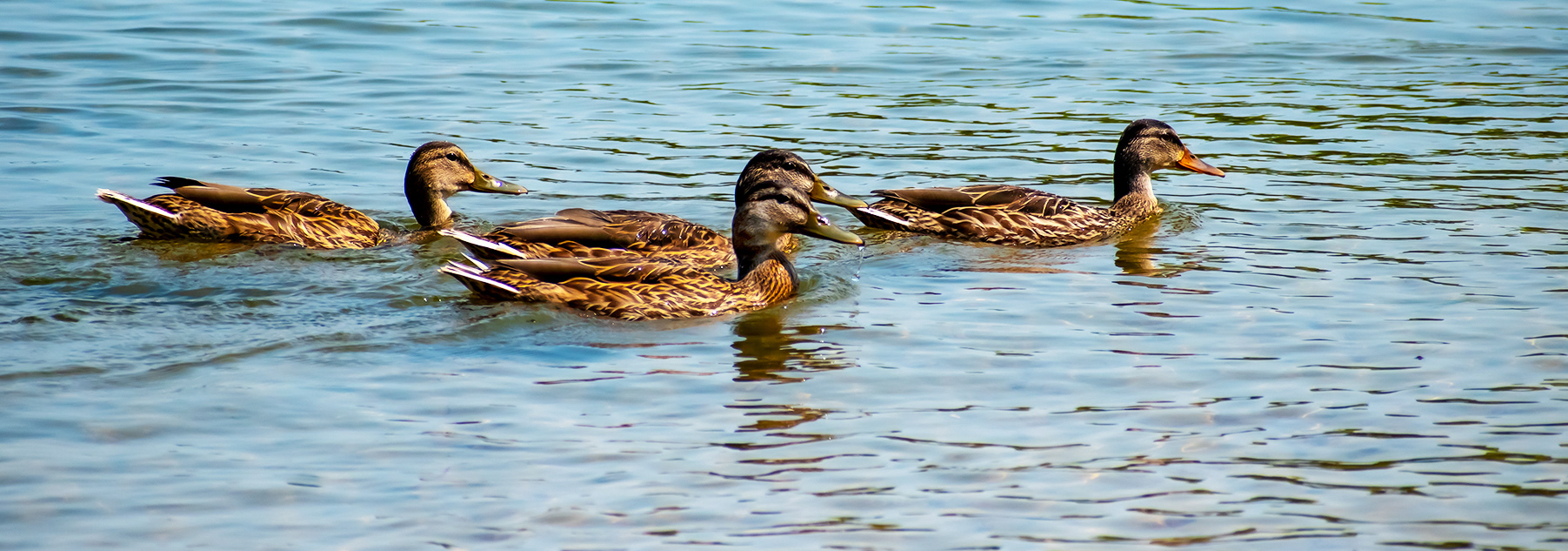 Mallards out for a swim