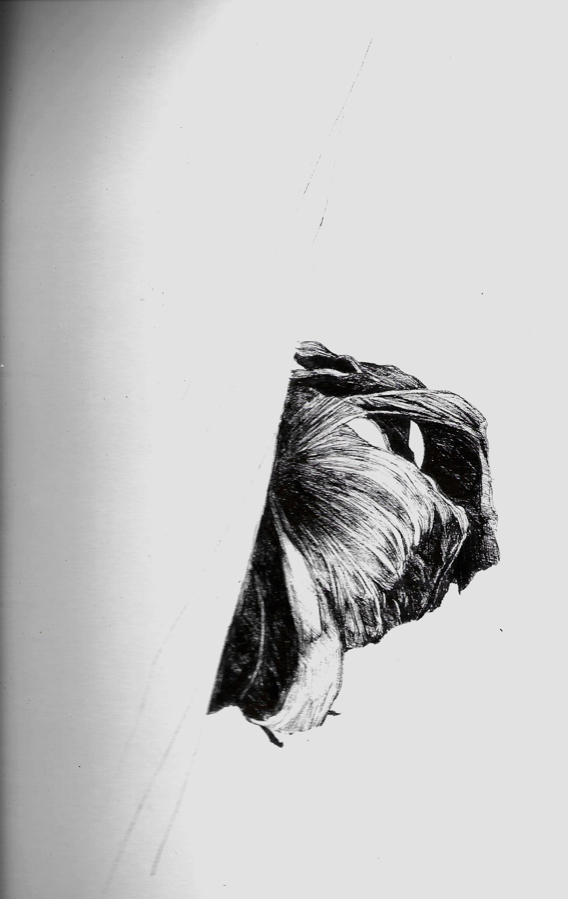 pen sketch