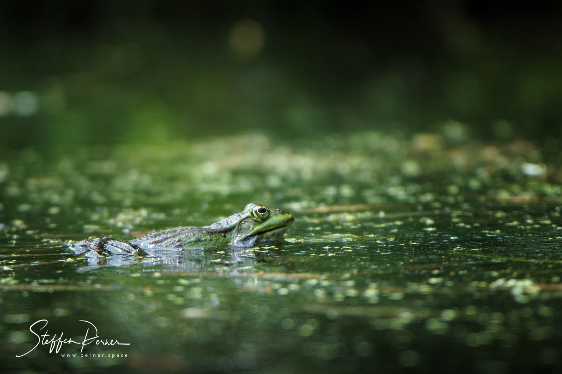 Green frog in lake
