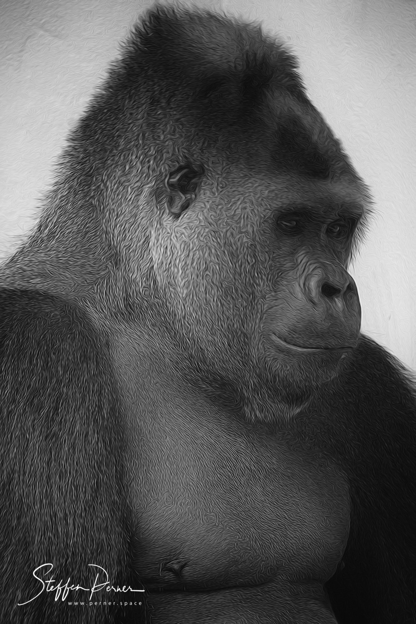 Silverback Gorilla