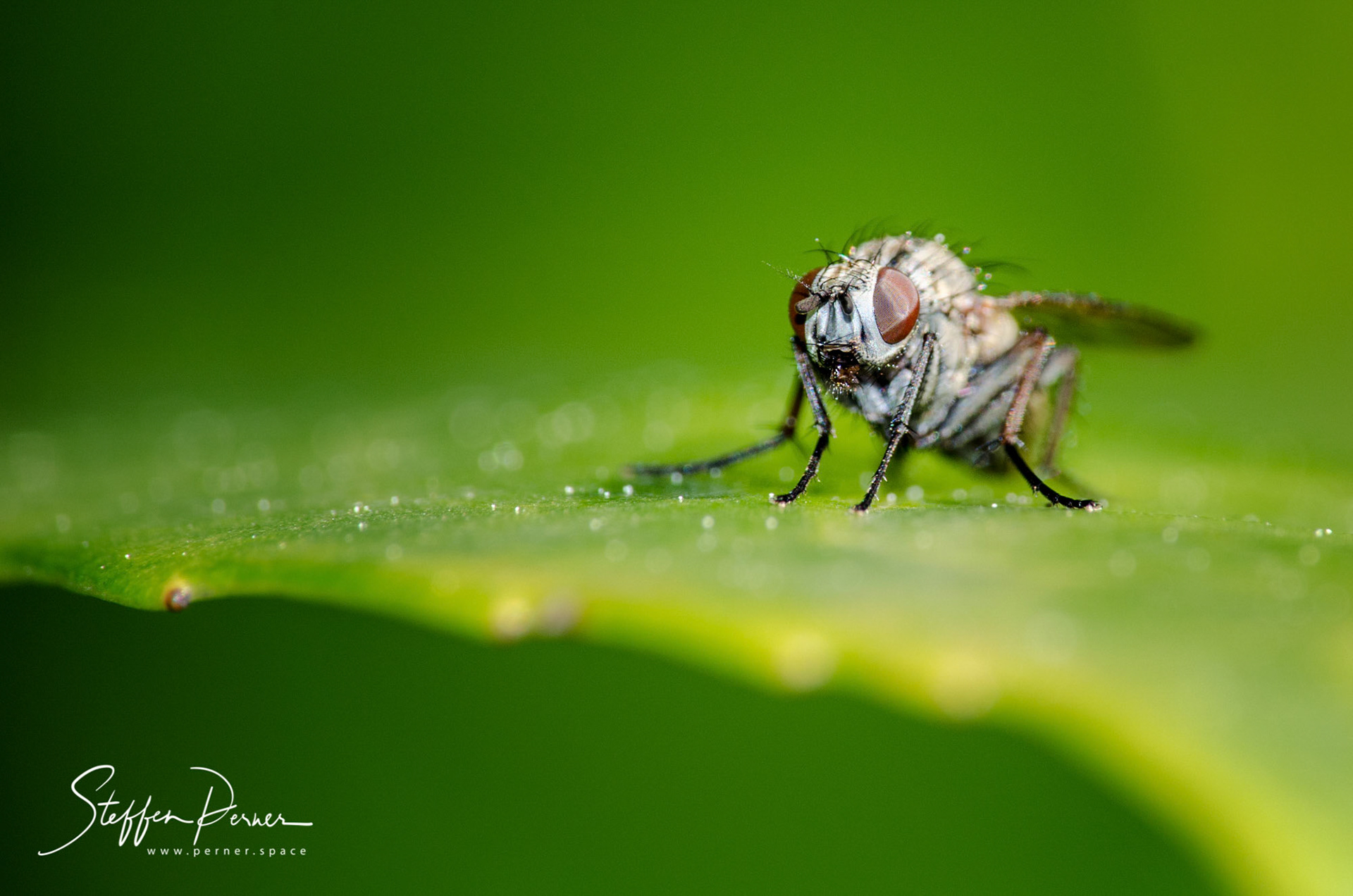 Fly, Macro