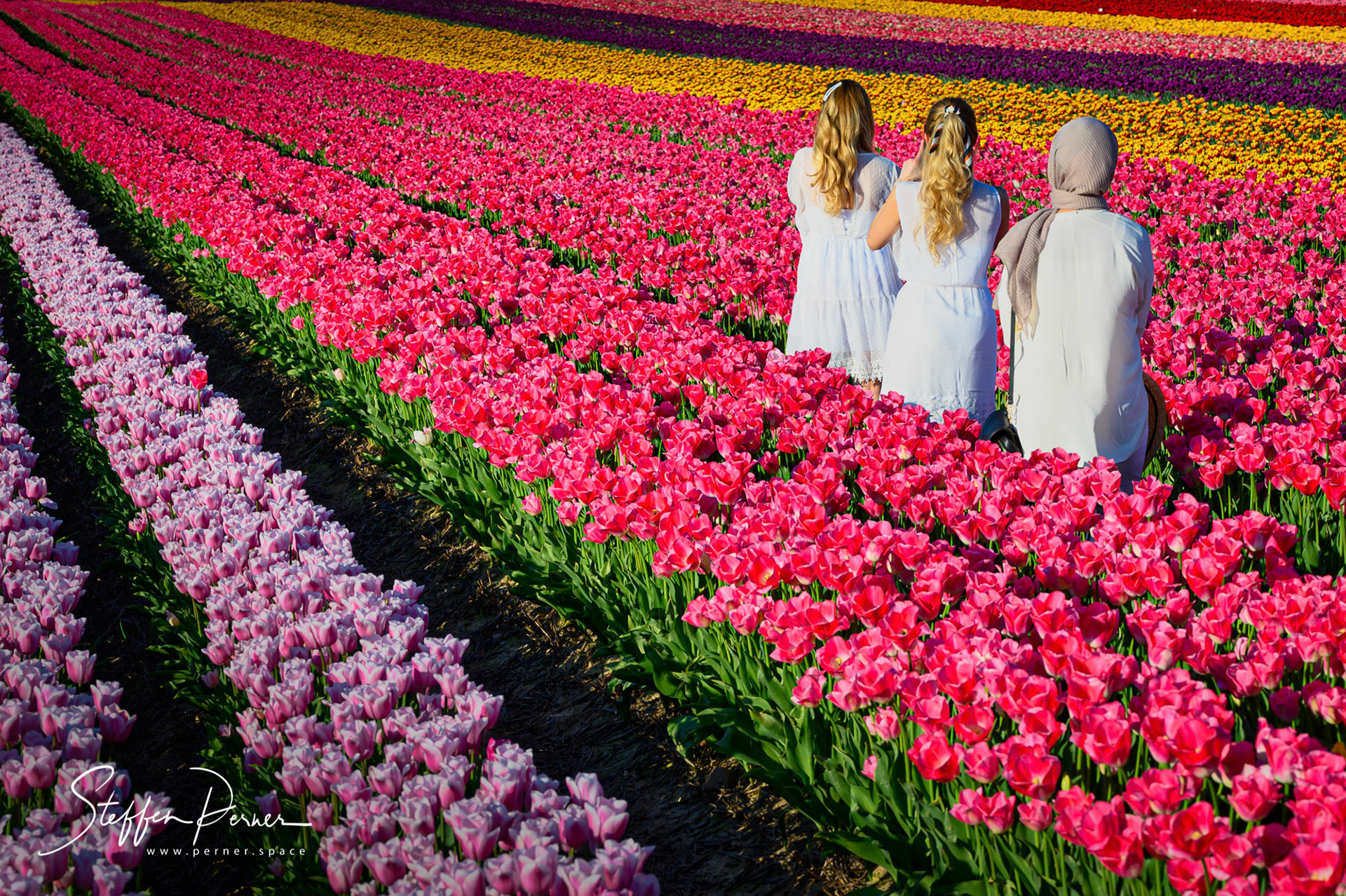 Field of tulips