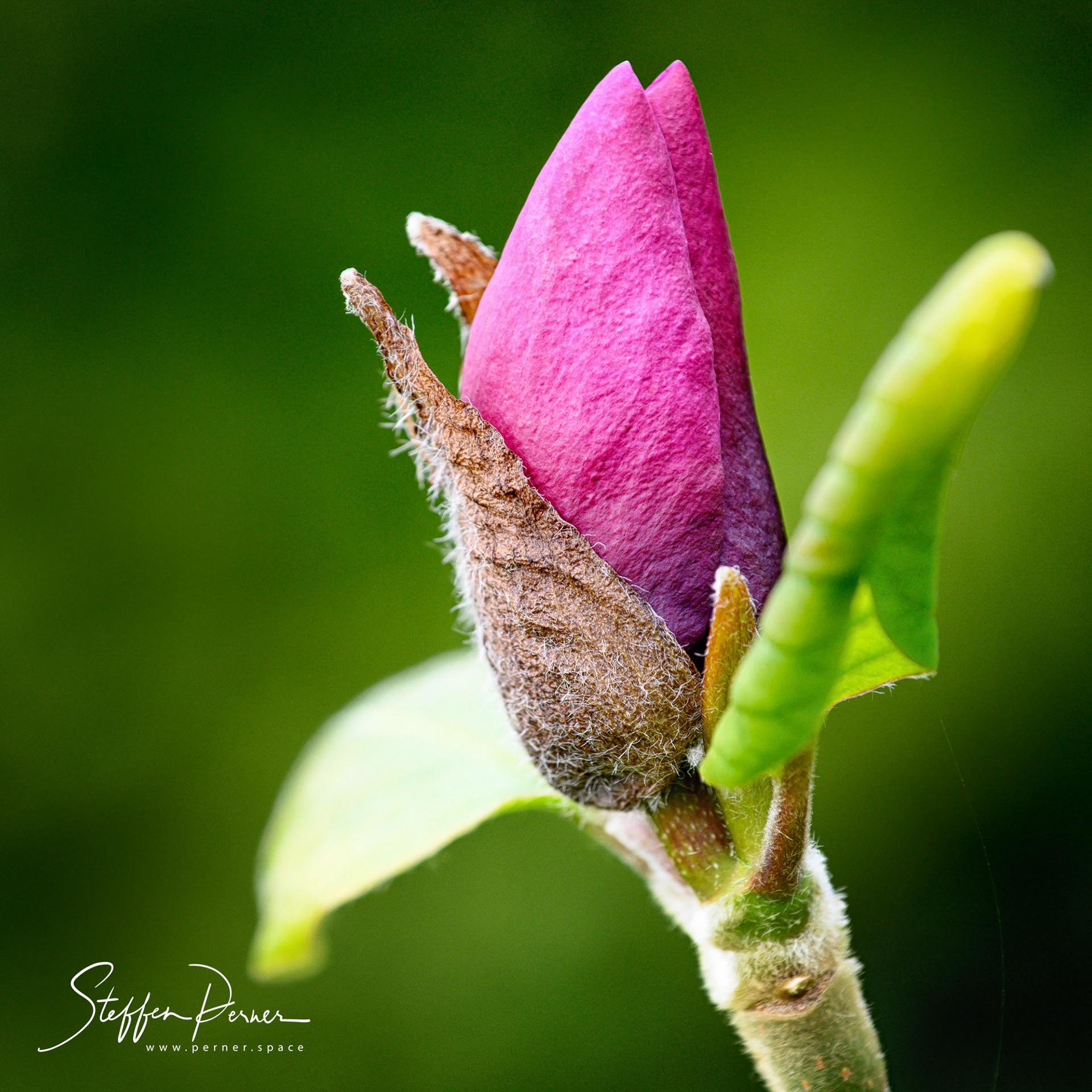 Magnolia