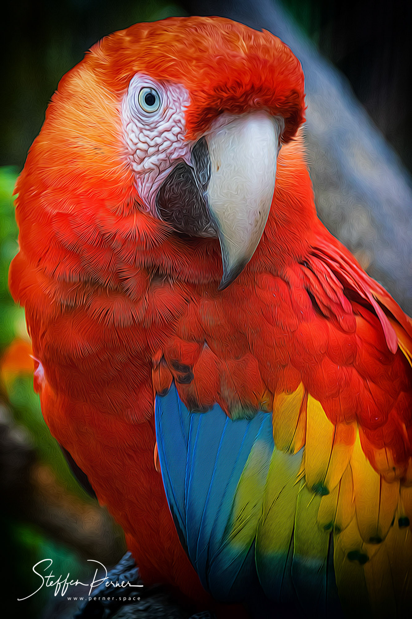 Parrot in Costa Rica